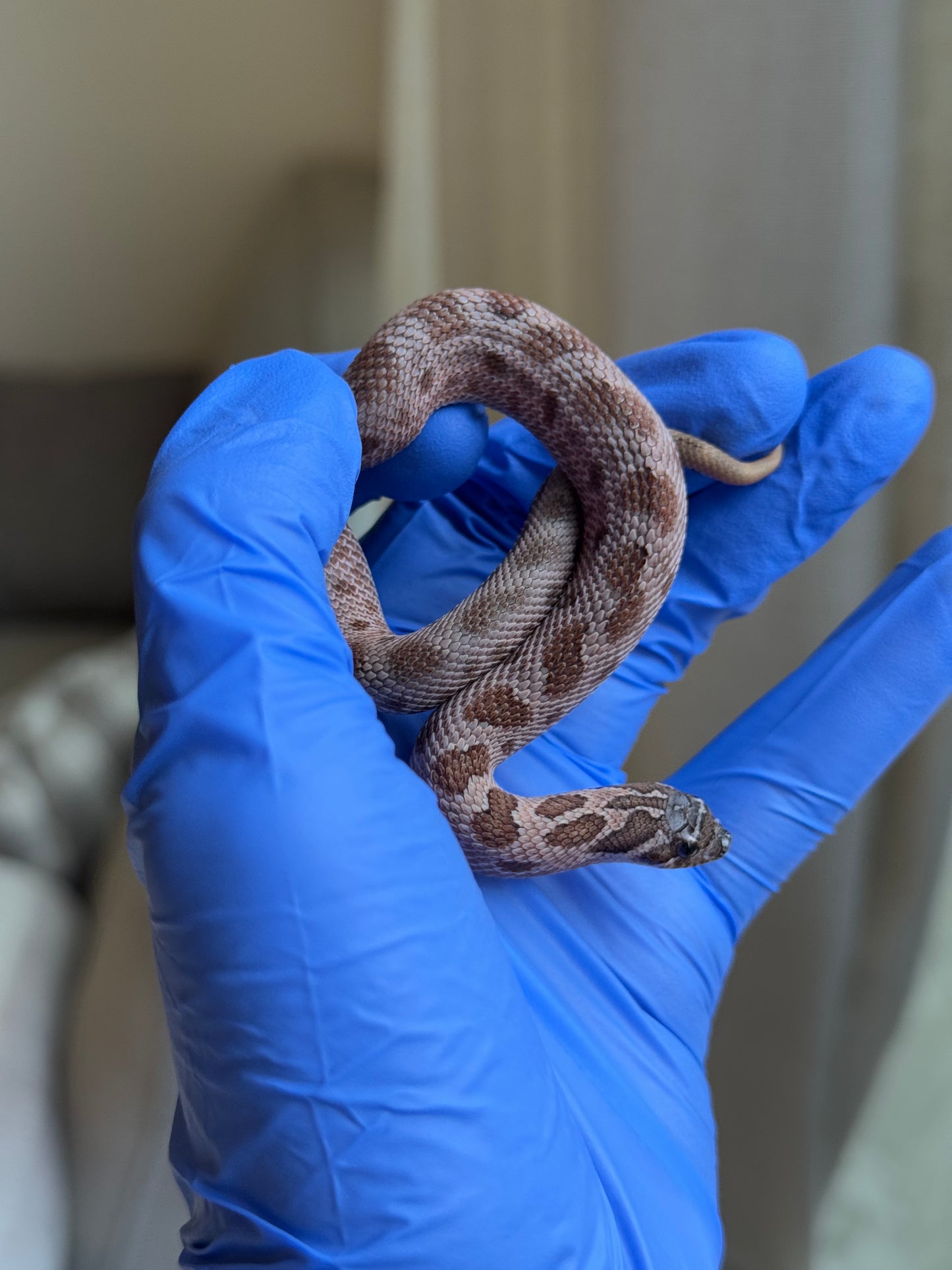 2025 北極紫貂康達Het太陽爆炸 ♀ (H25365)