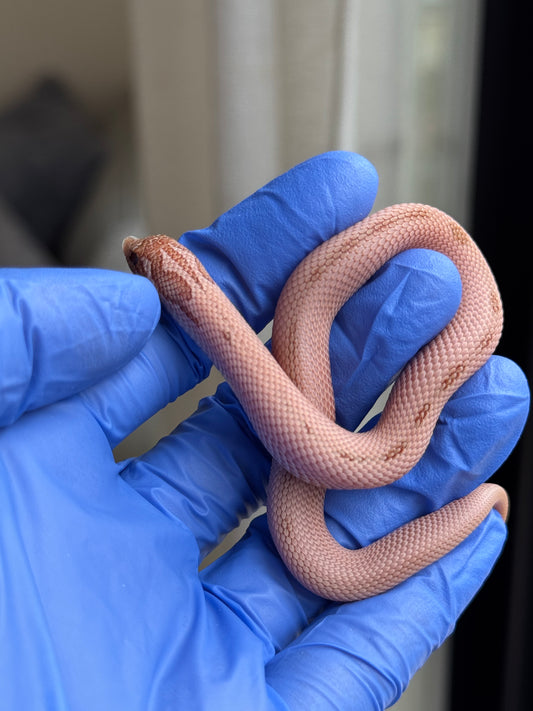 RBE淡彩Pos北極邁泰超級康達