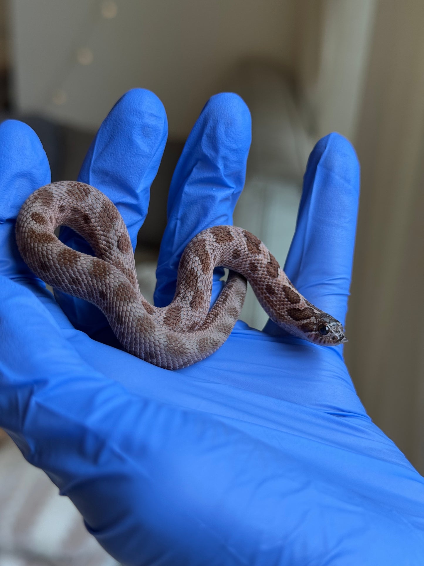 2025 北極紫貂康達Het太陽爆炸 ♀ (H25365)