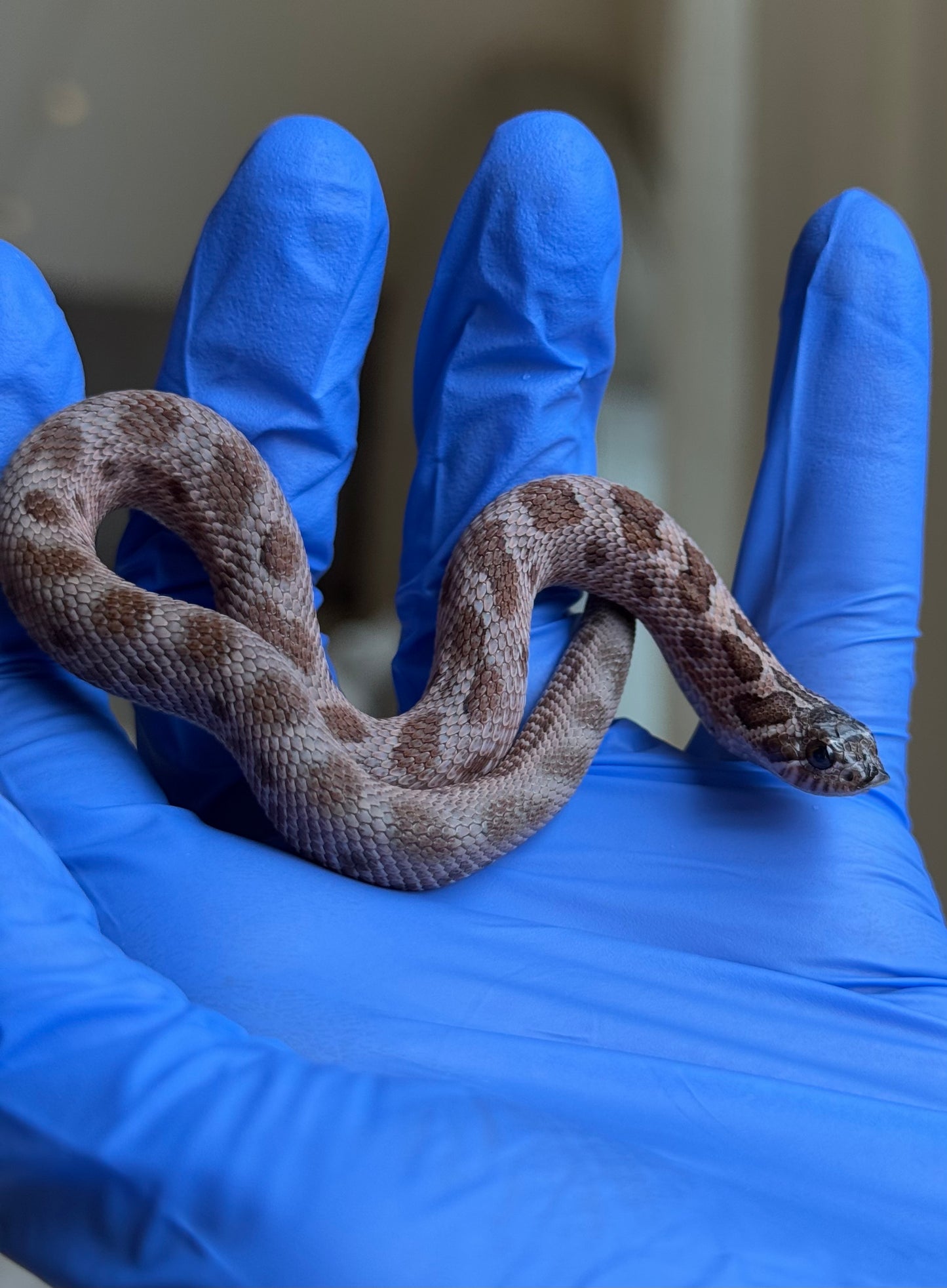 2025 北極紫貂康達Het太陽爆炸 ♀ (H25365)