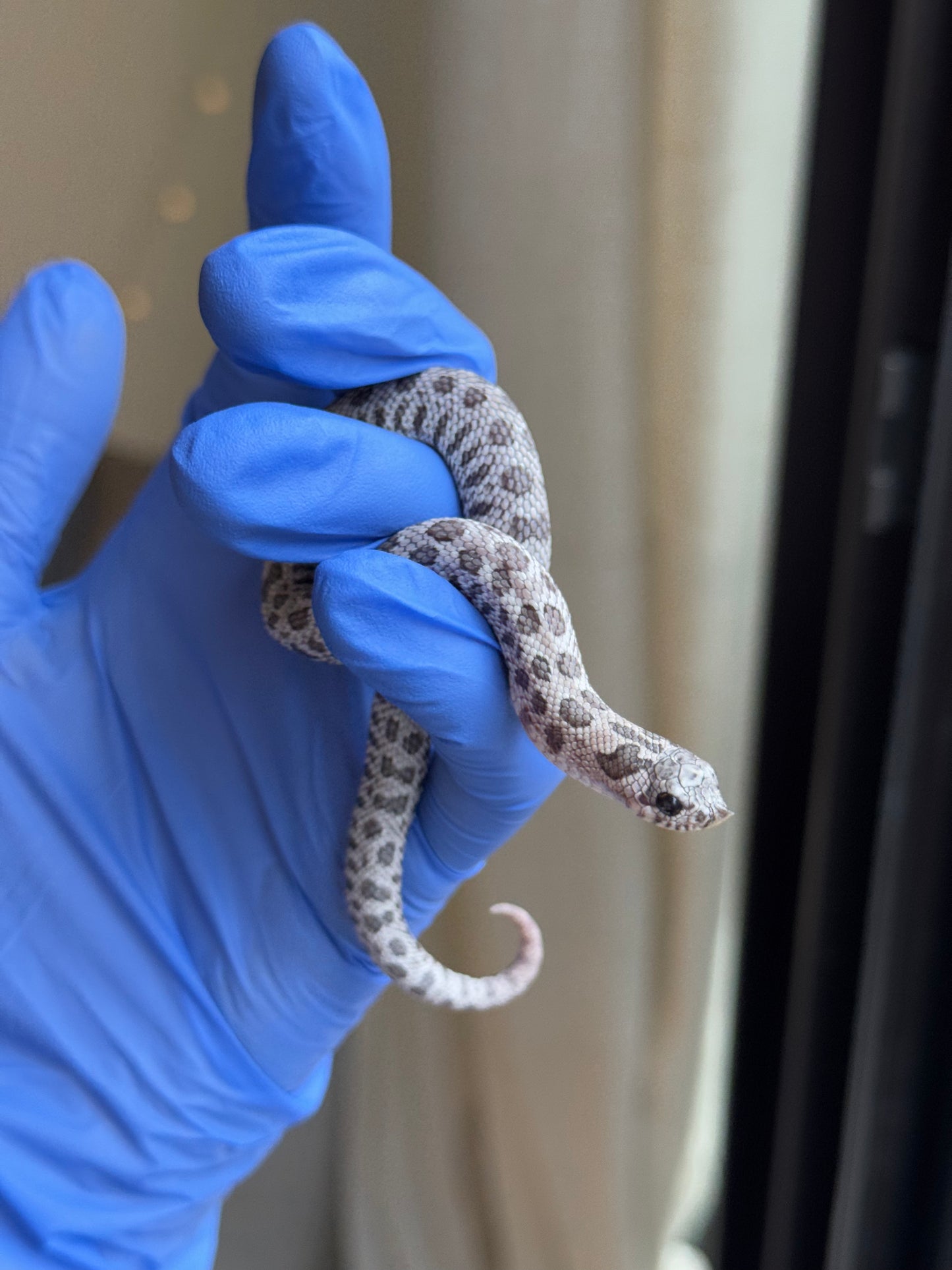 2025 月光石 ♀ (H25422)