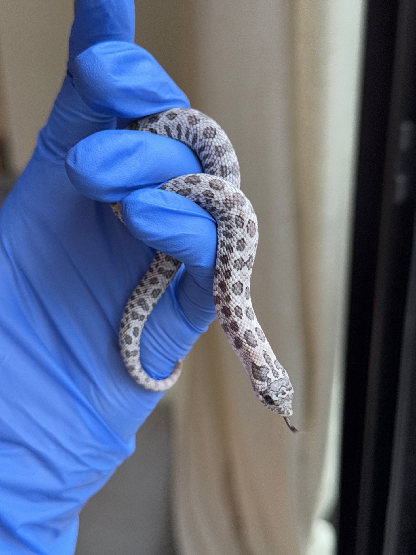 2025 月光石 ♀ (H25422)