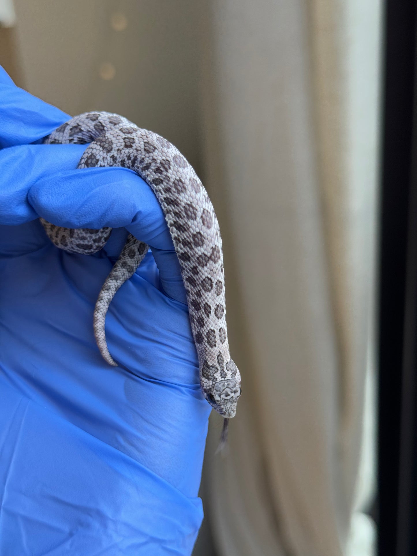 2025 月光石 ♀ (H25422)