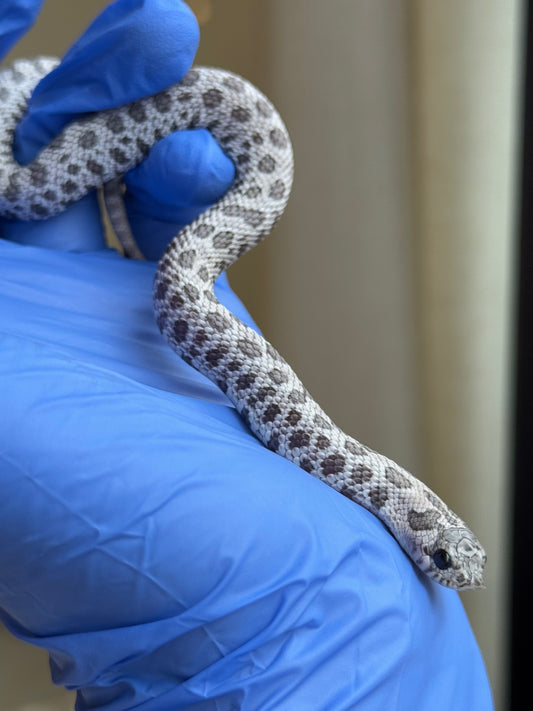 2025 月光石 ♀ (H25422)