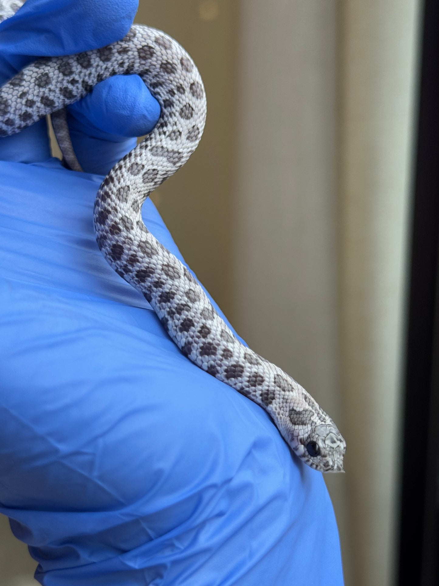 2025 月光石 ♀ (H25422)