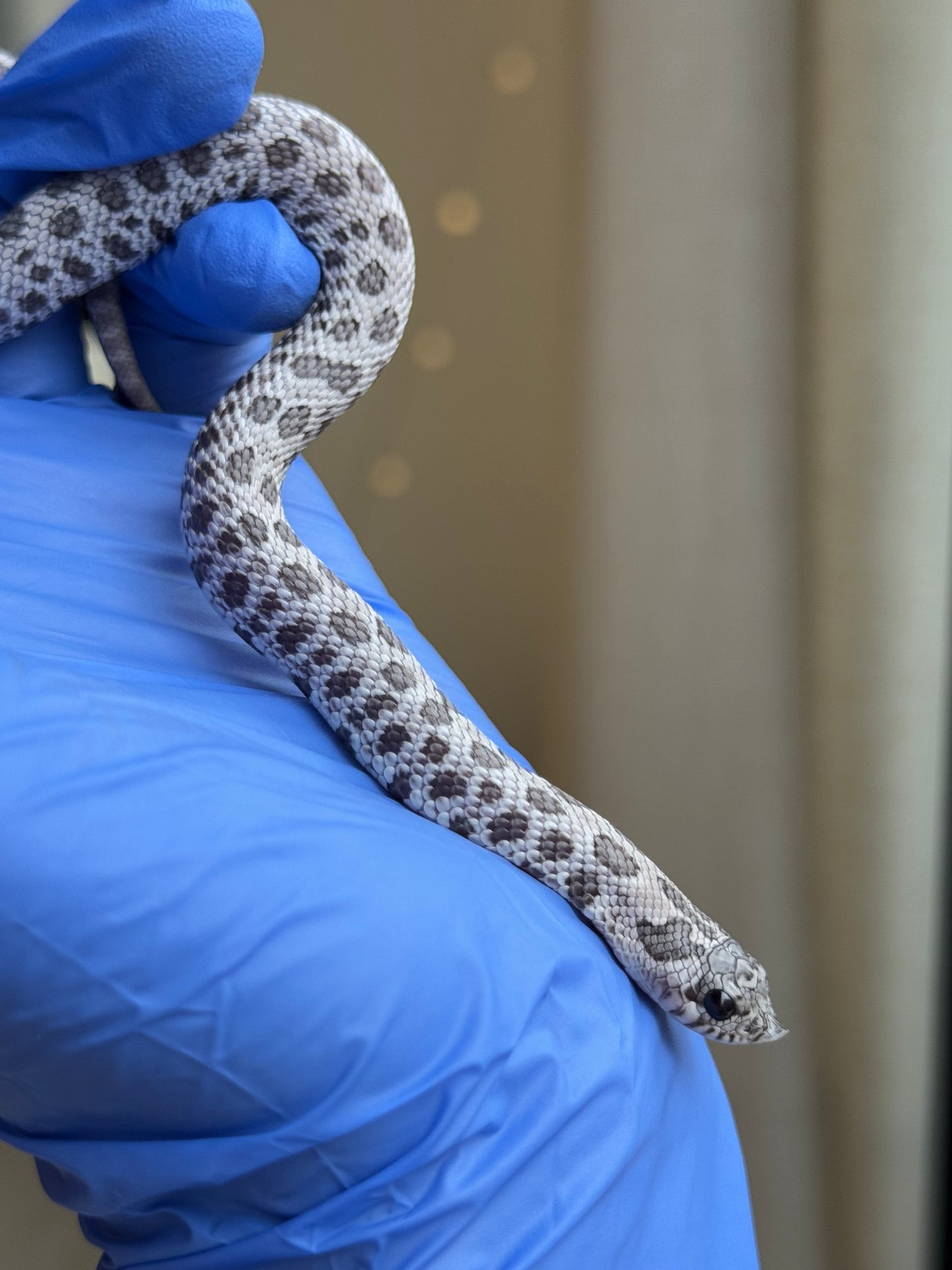 2025 月光石 ♀ (H25422)