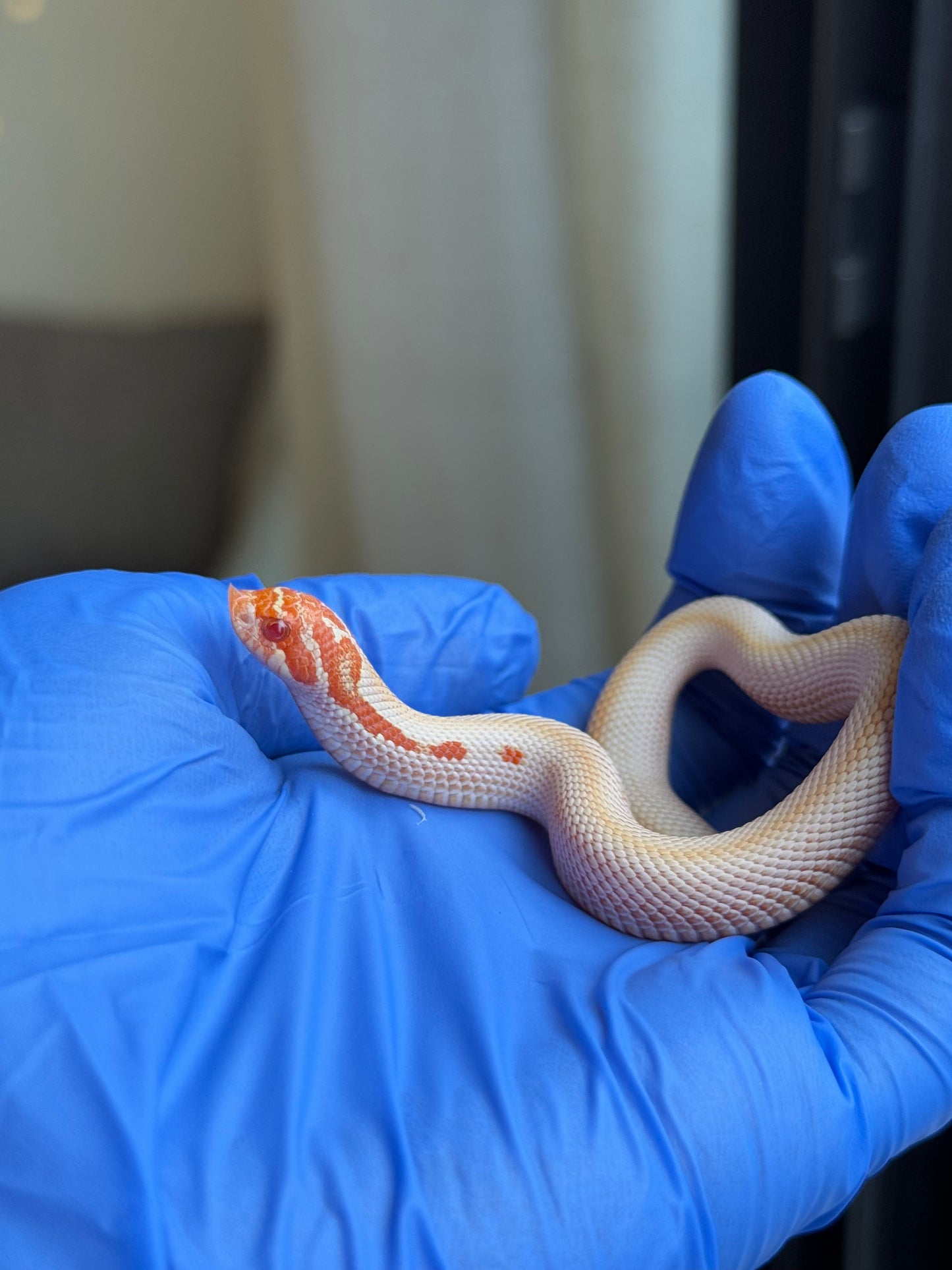 2025 白化超級康達50%彩色爆風血系66%ph瑞士巧克力 ♀ (H25442)