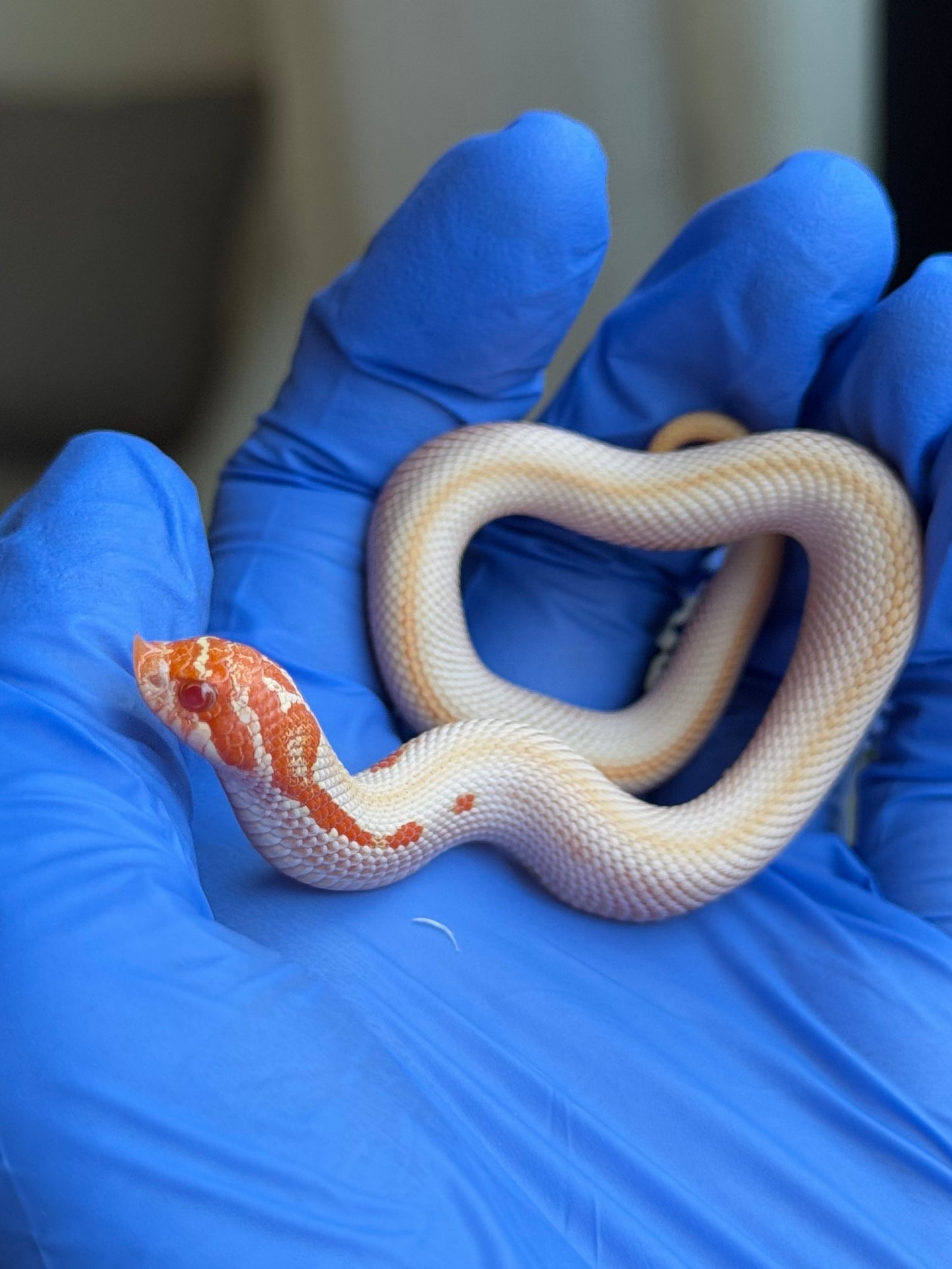 2025 白化超級康達50%彩色爆風血系66%ph瑞士巧克力 ♀ (H25442)