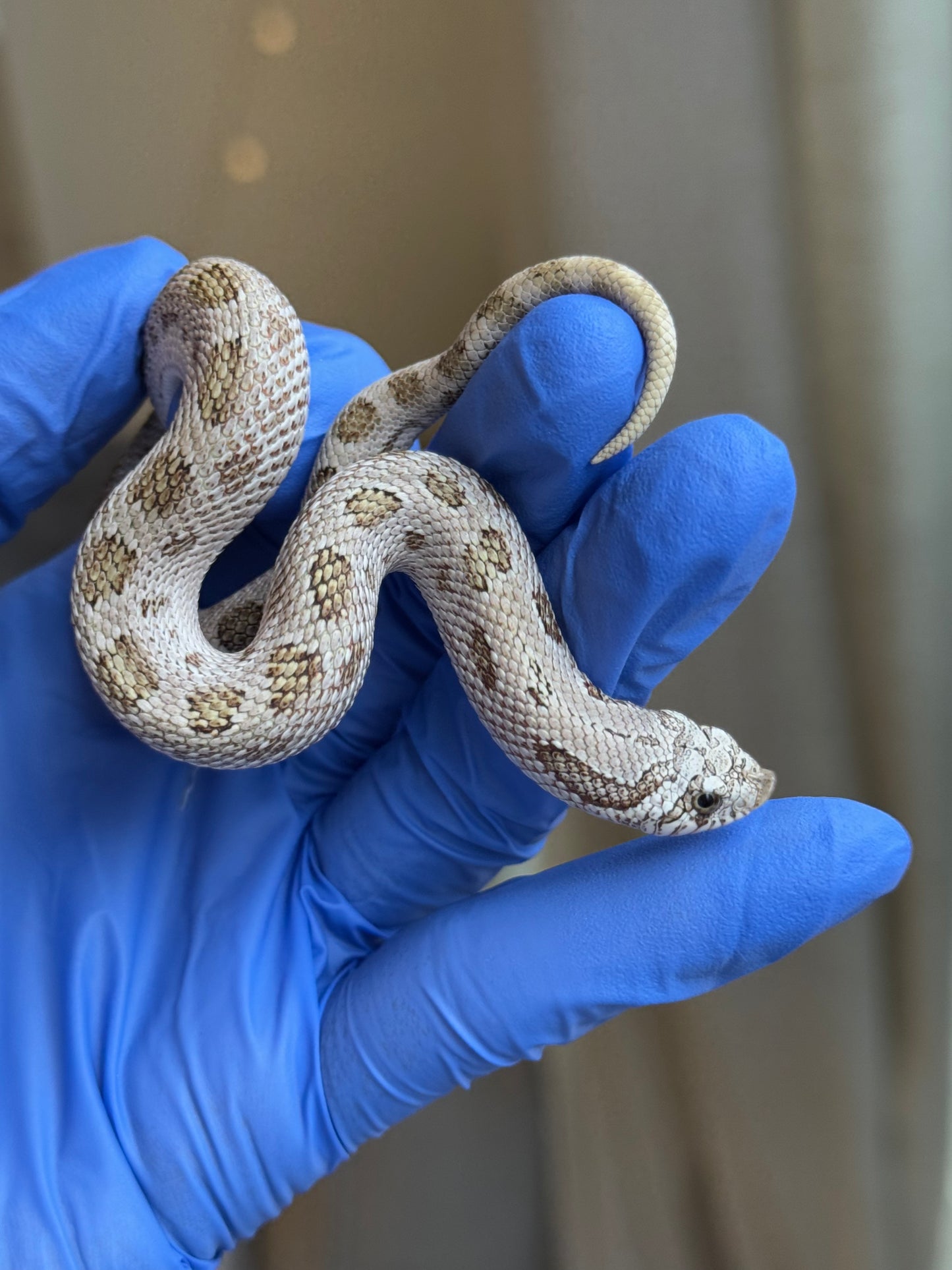 2025 北極康達鬼臉50%ph薰衣草 ♂ (H25317)