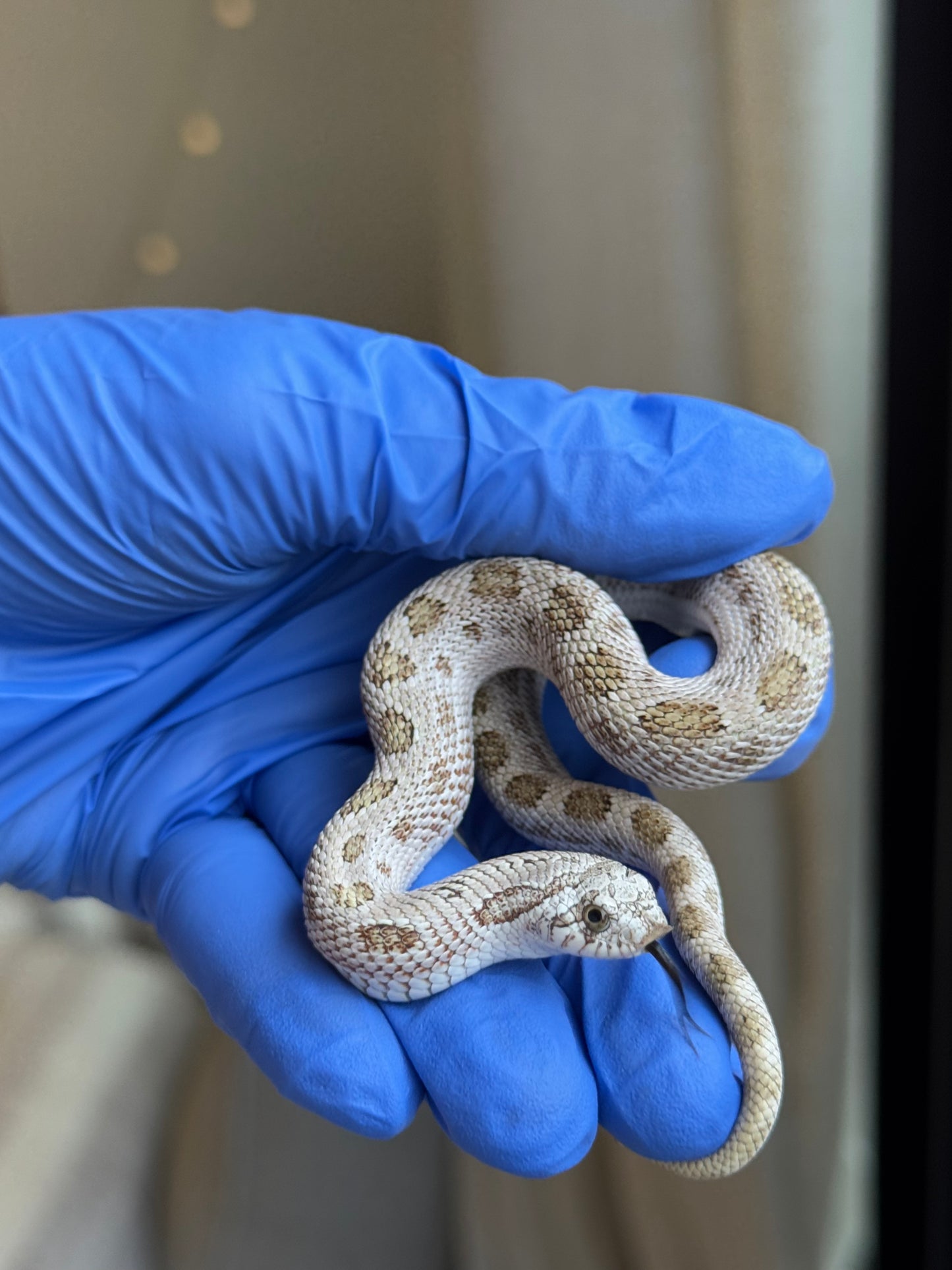 2025 北極康達鬼臉50%ph薰衣草 ♂ (H25317)