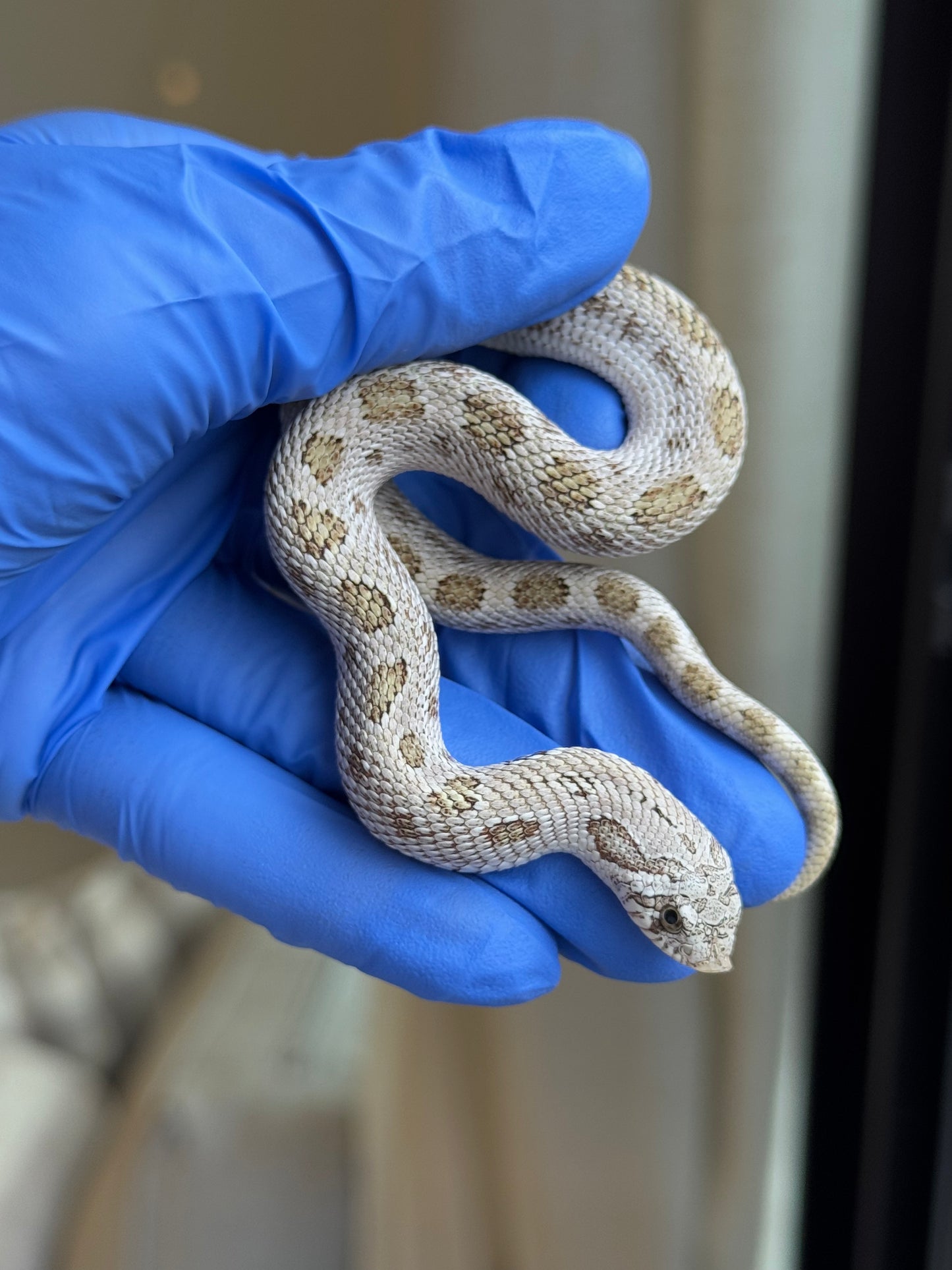 2025 北極康達鬼臉50%ph薰衣草 ♂ (H25317)