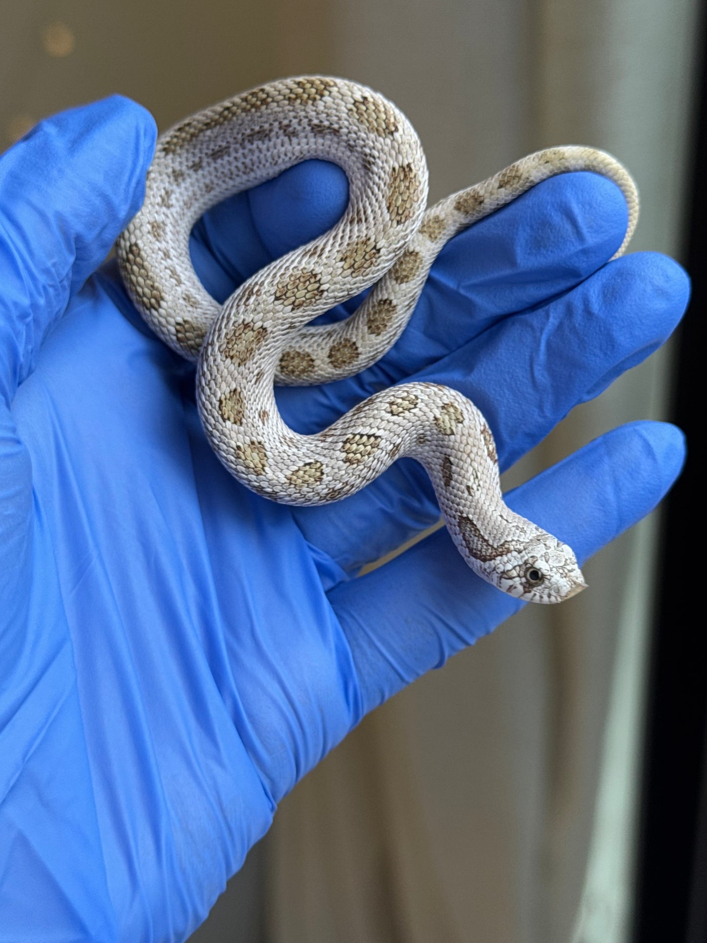 2025 北極康達鬼臉50%ph薰衣草 ♂ (H25317)