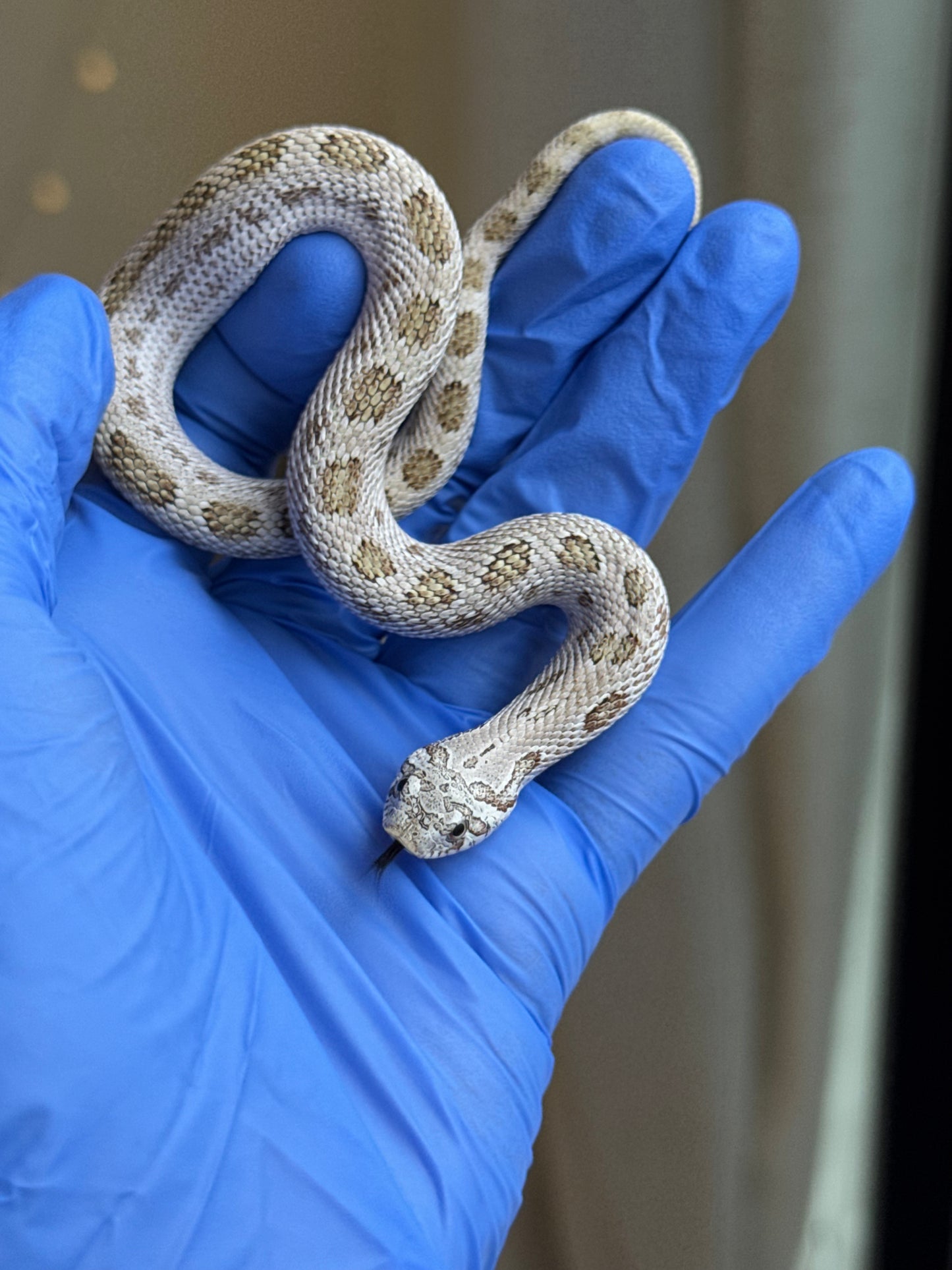 2025 北極康達鬼臉50%ph薰衣草 ♂ (H25317)