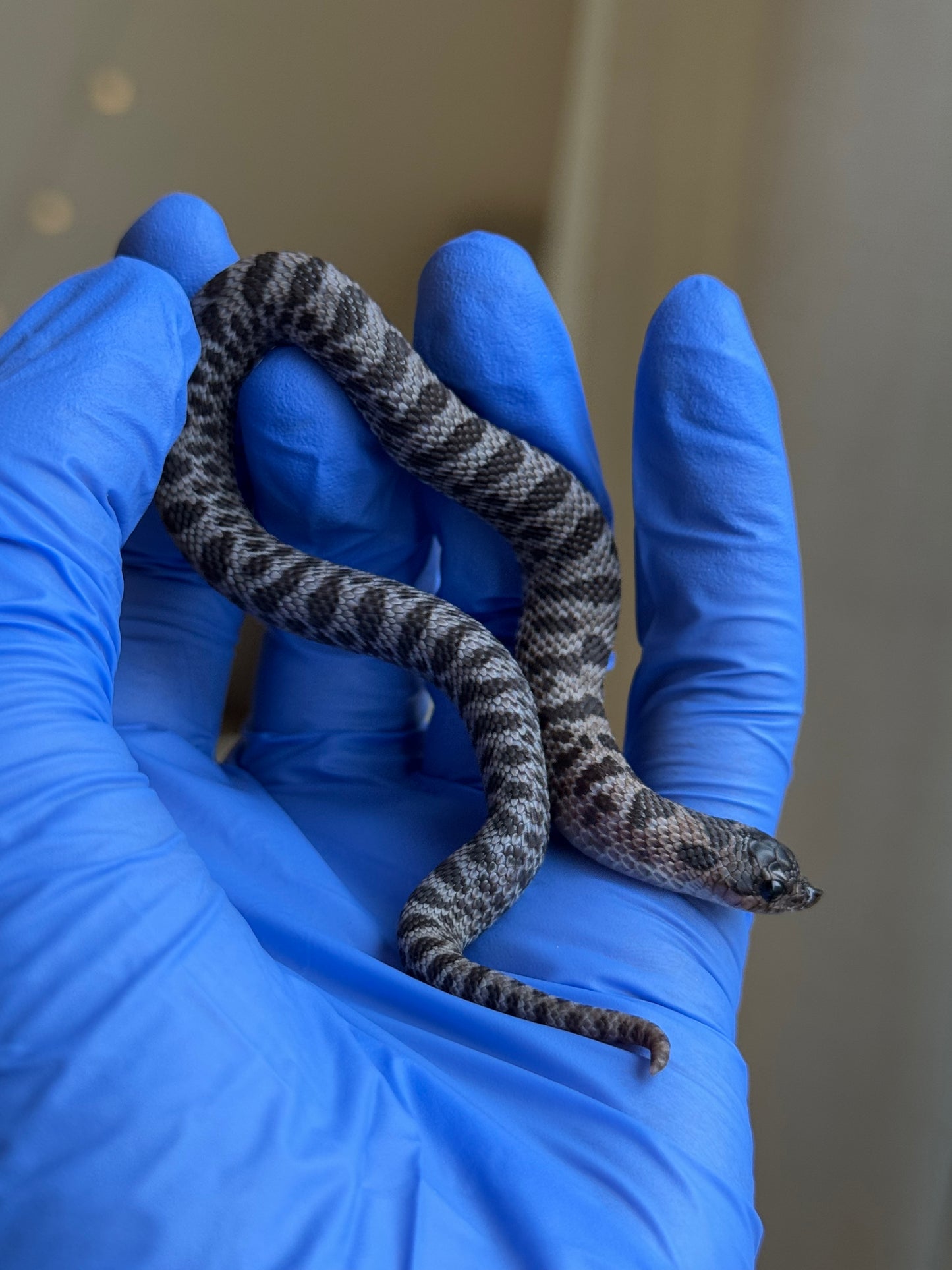 2025 超級北極紫貂66%ph白化 ♀ (H25427)