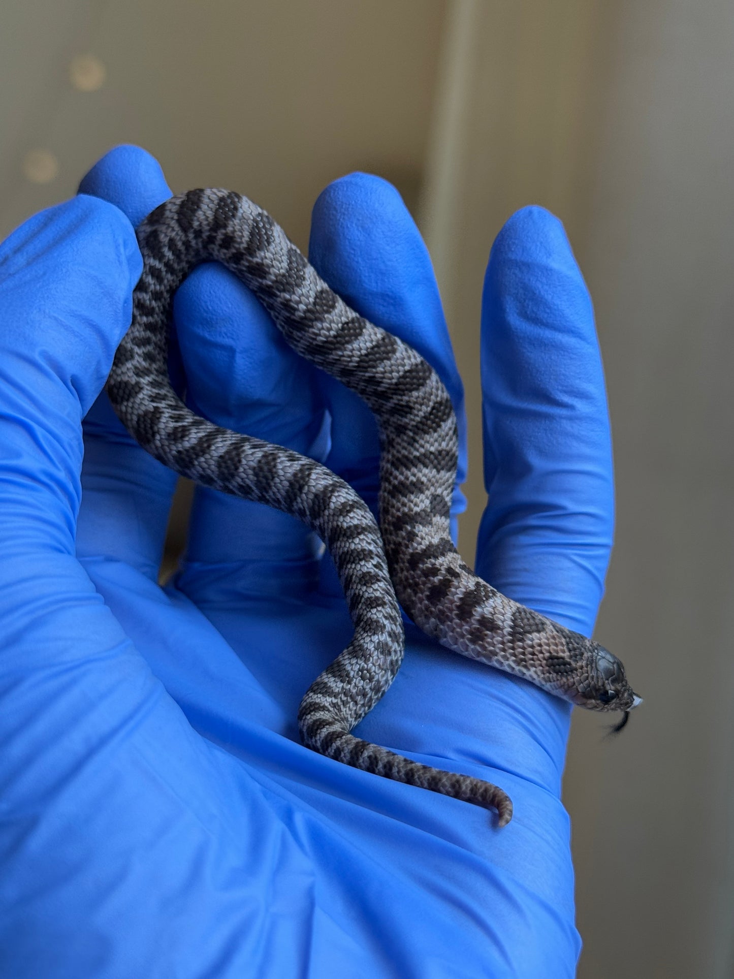 2025 超級北極紫貂66%ph白化 ♀ (H25427)