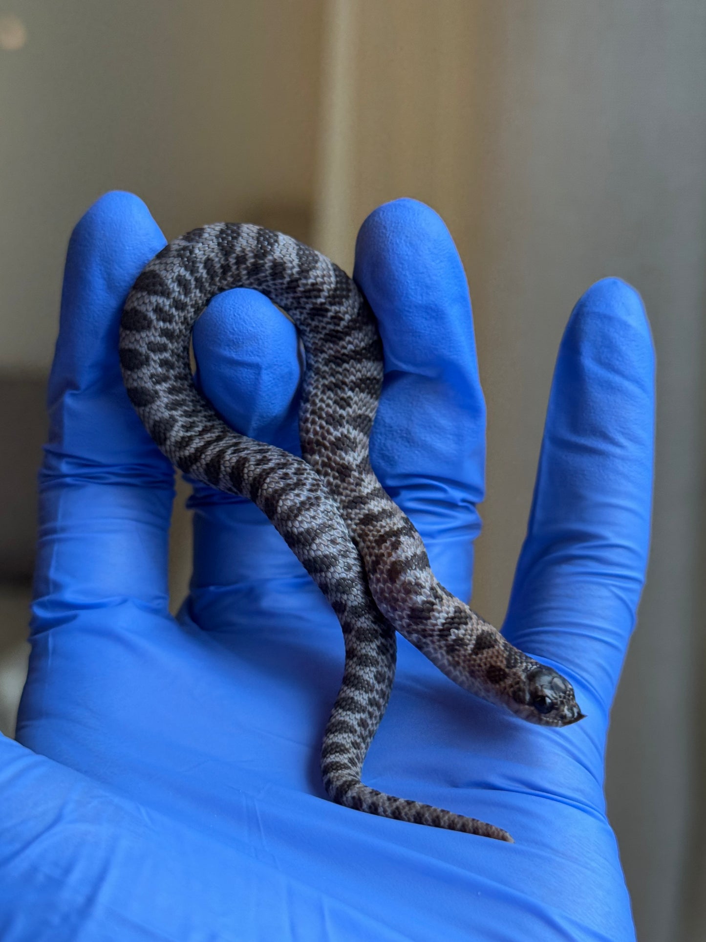 2025 超級北極紫貂66%ph白化 ♀ (H25427)