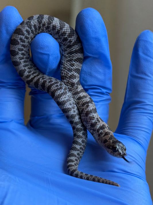 2025 超級北極紫貂66%ph白化 ♀ (H25427)