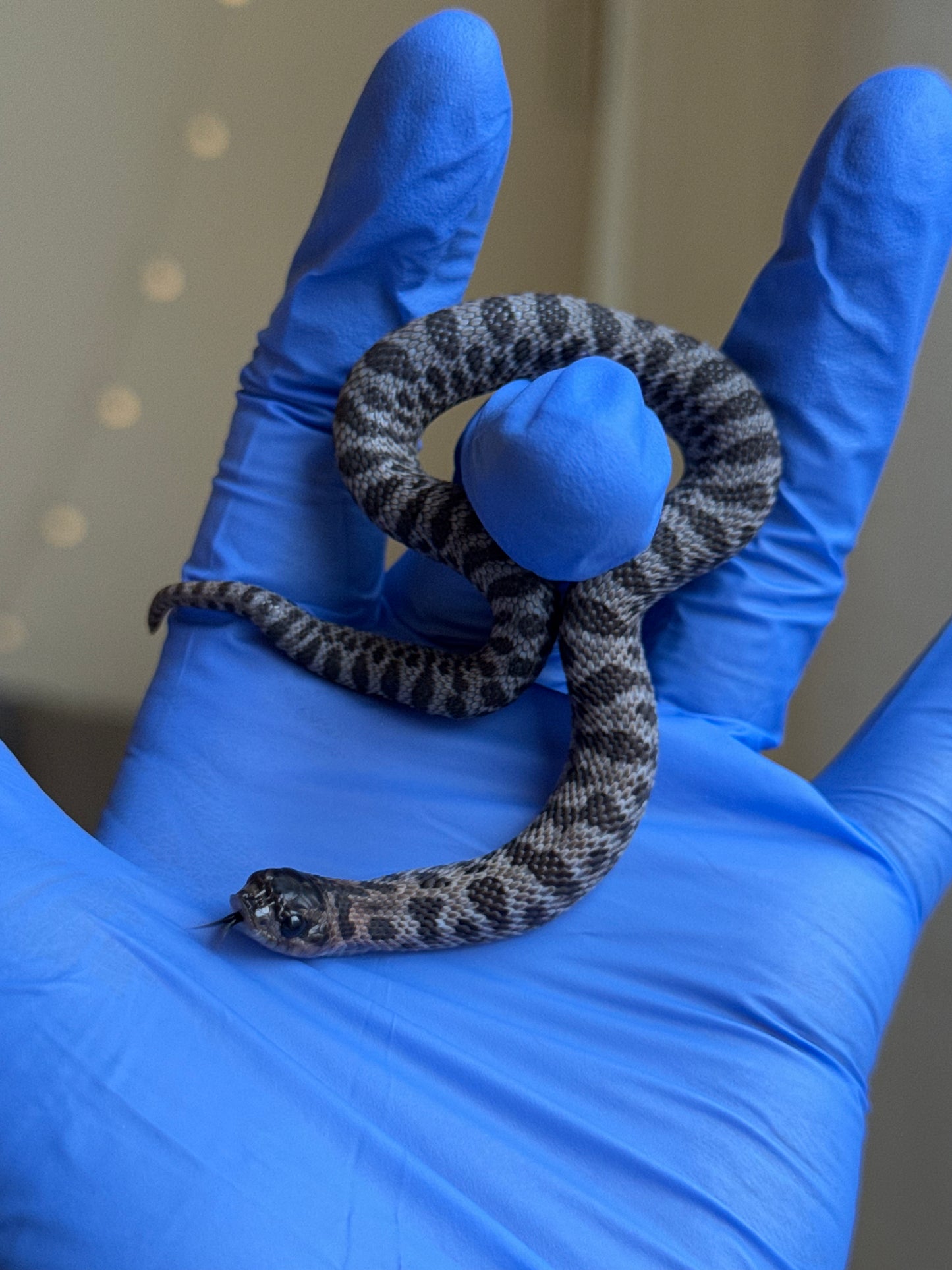 2025 超級北極紫貂66%ph白化 ♀ (H25427)