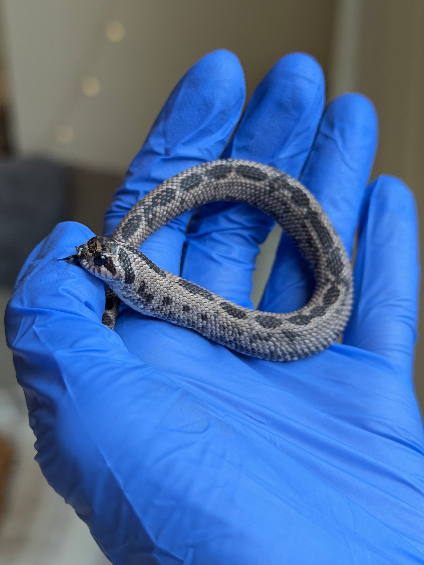 2025 超級北極康達 ♂ (Pet Only)