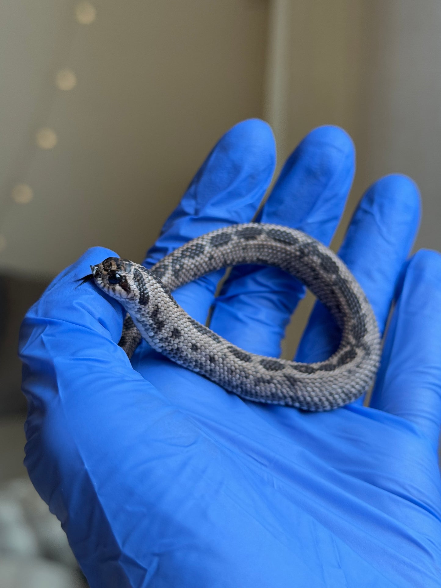 2025 超級北極康達 ♂ (Pet Only)