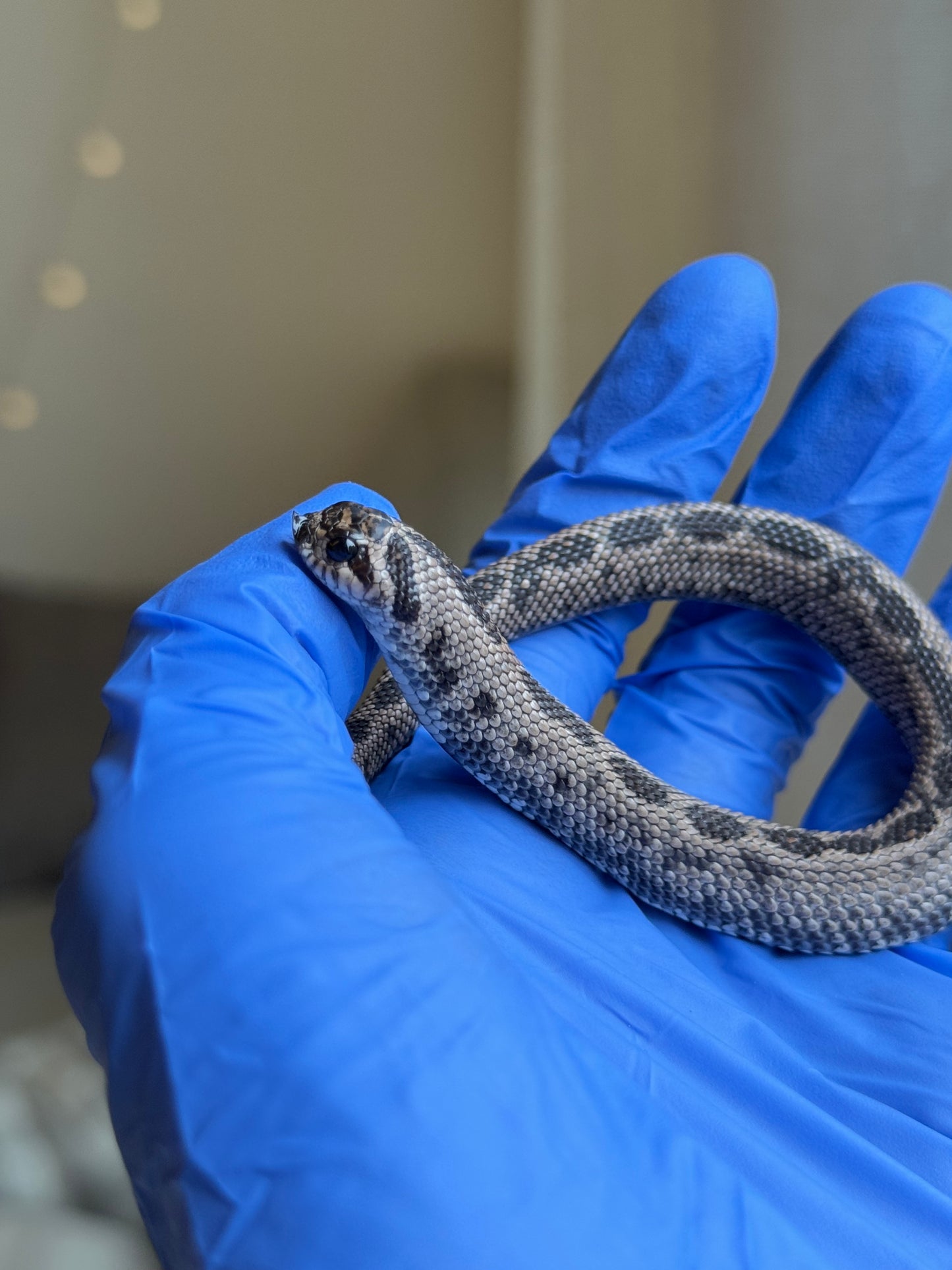 2025 超級北極康達 ♂ (Pet Only)