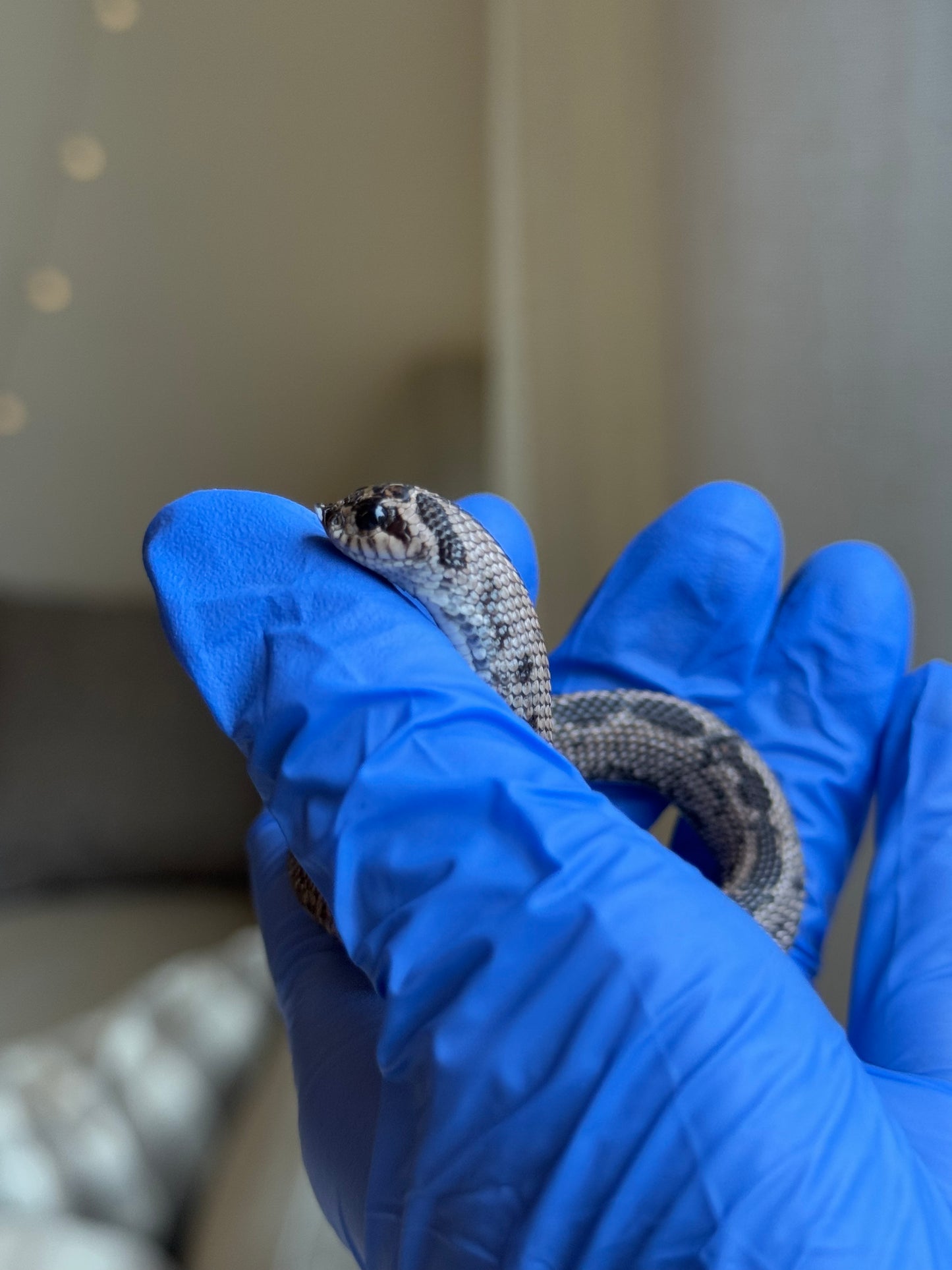 2025 超級北極康達 ♂ (Pet Only)