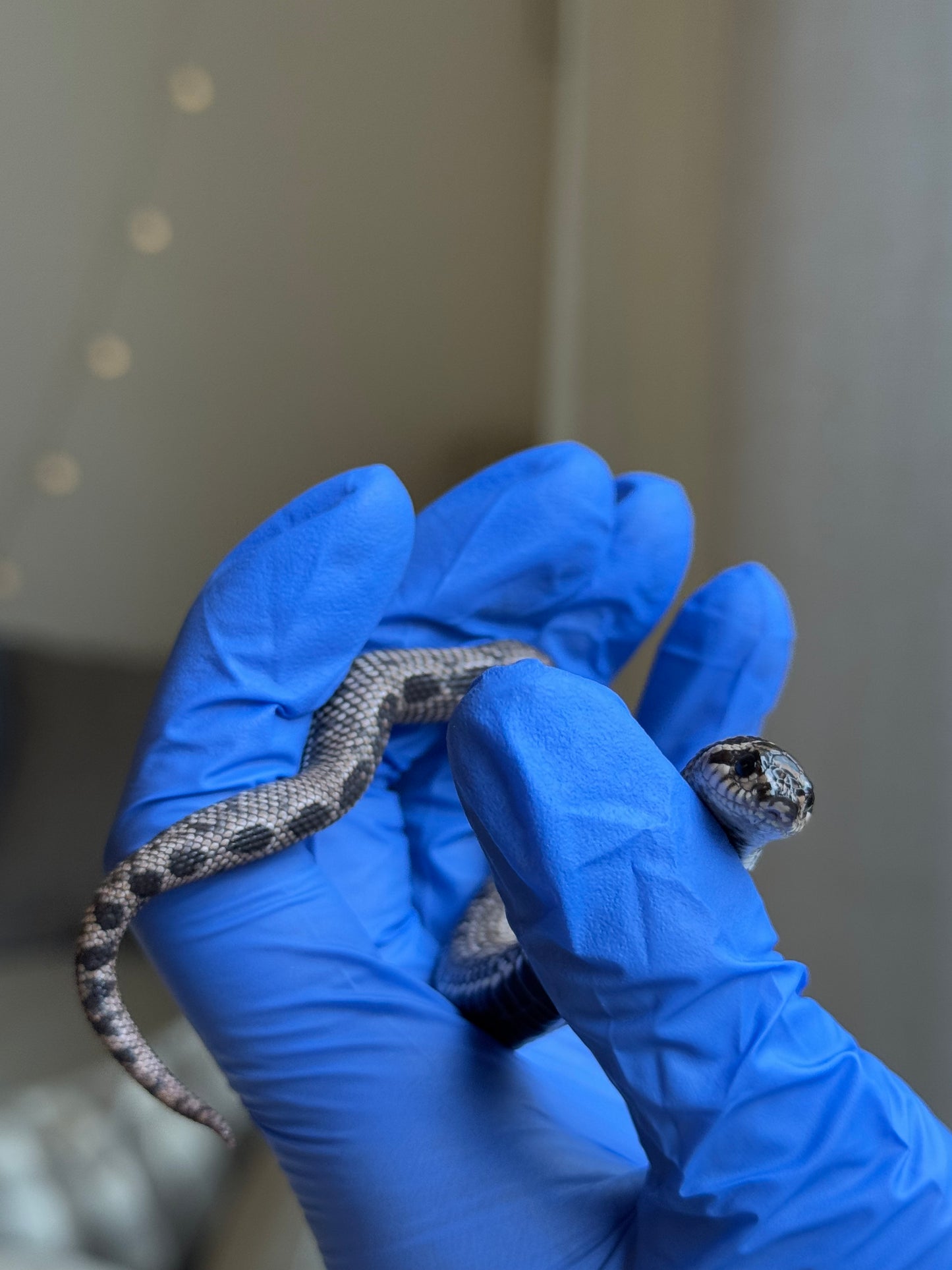 2025 超級北極康達 ♂ (Pet Only)