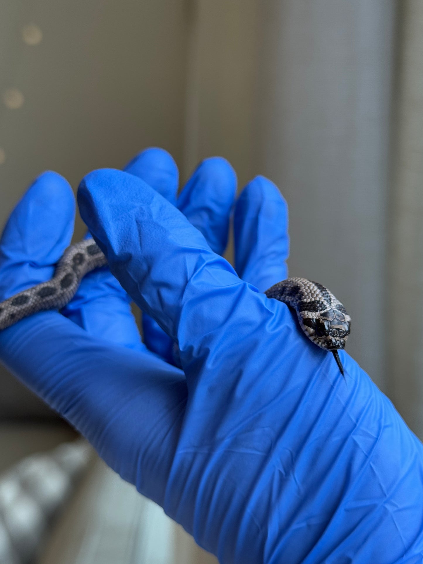 2025 超級北極康達 ♂ (Pet Only)