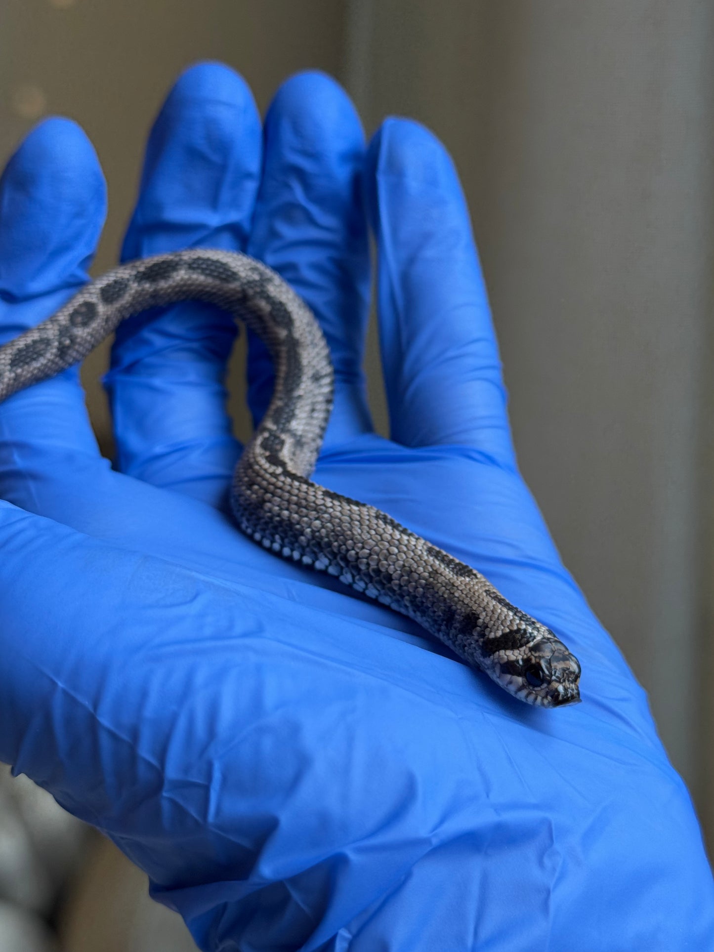 2025 超級北極康達 ♂ (Pet Only)