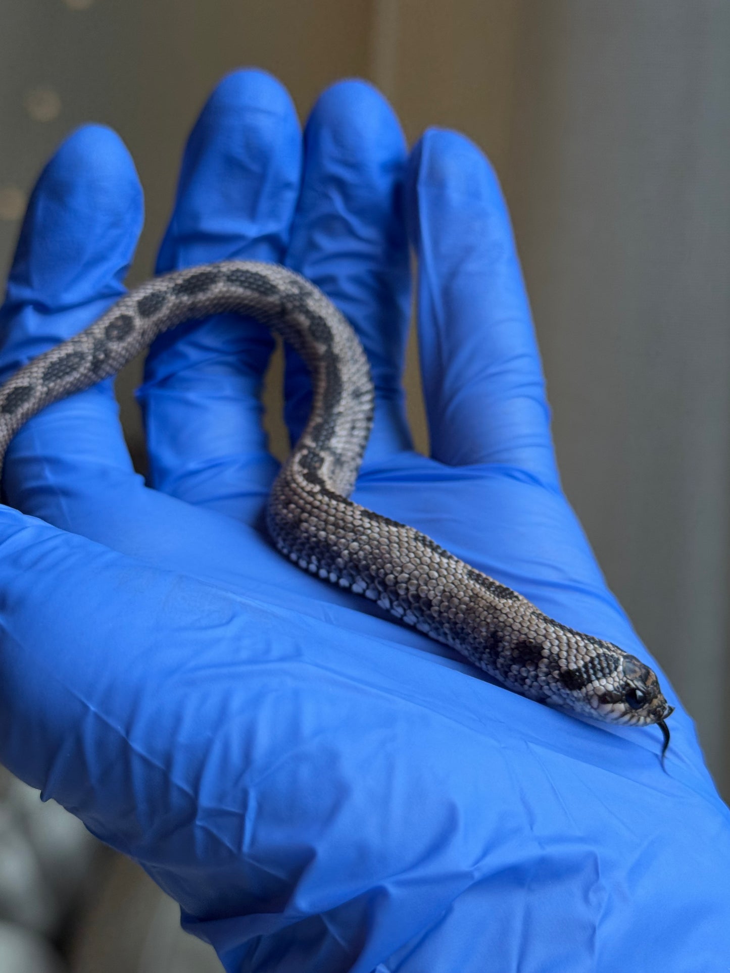 2025 超級北極康達 ♂ (Pet Only)