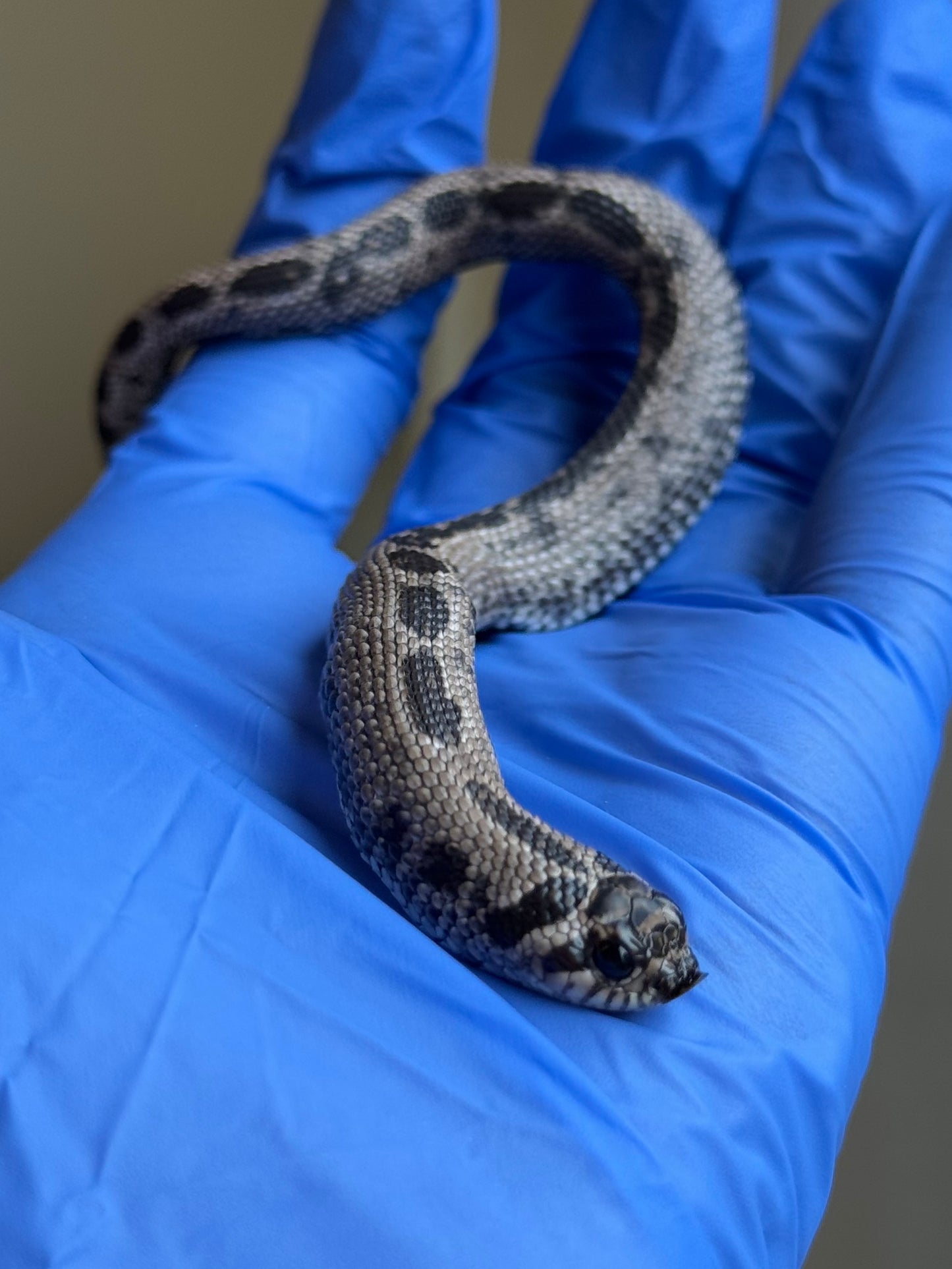 2025 超級北極康達 ♂ (Pet Only)