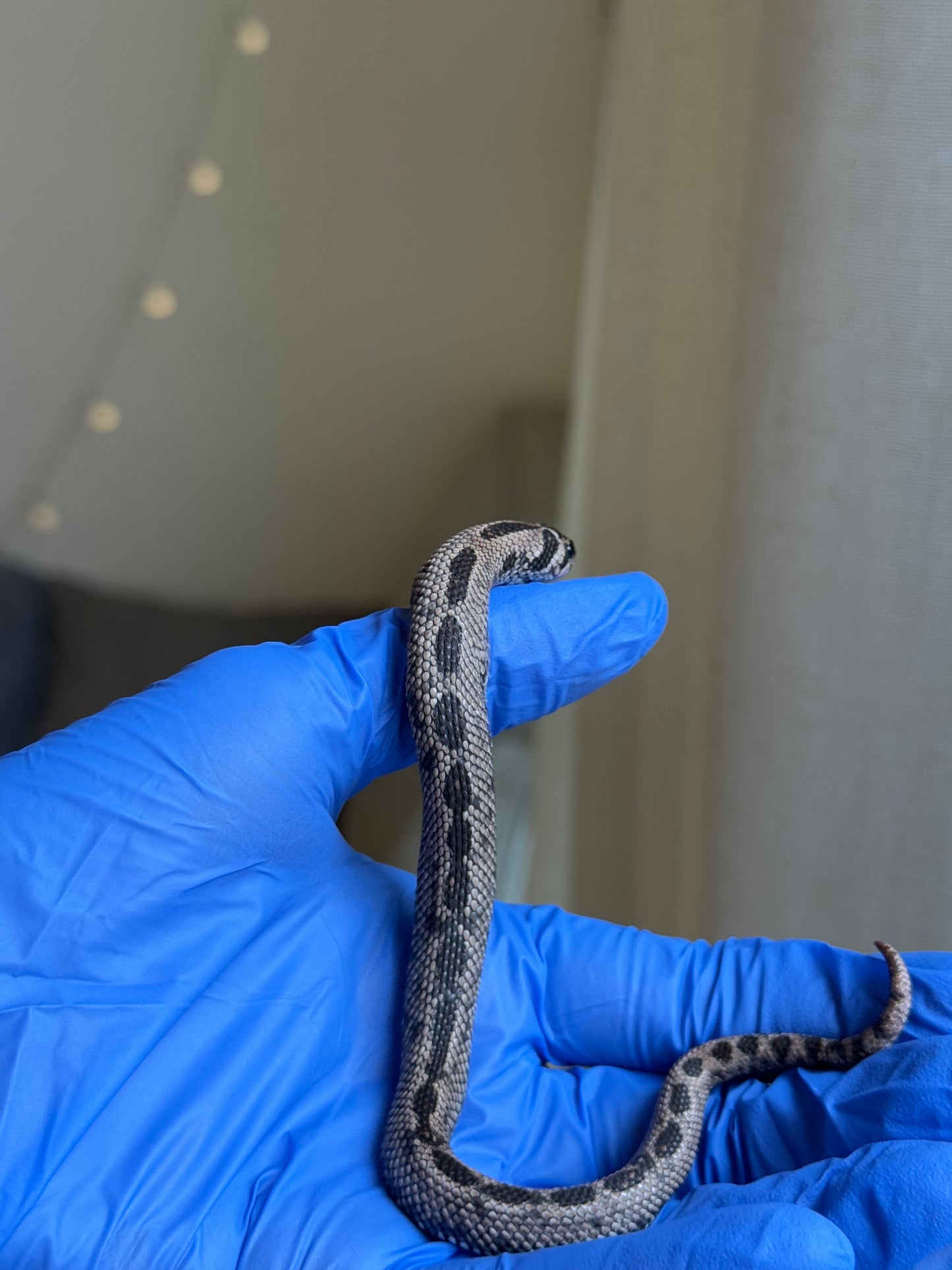 2025 超級北極康達 ♂ (Pet Only)