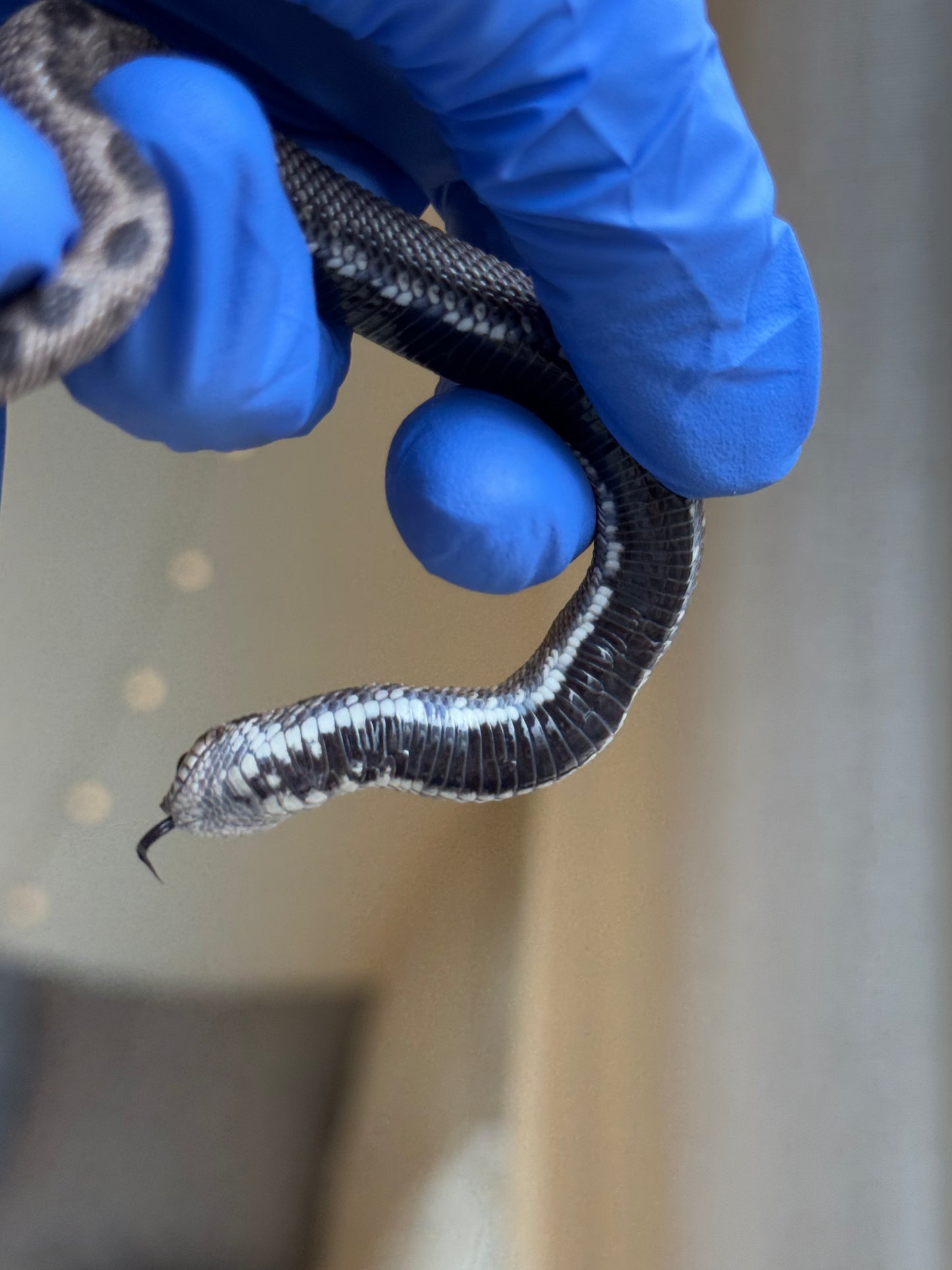 2025 超級北極康達 ♂ (Pet Only)