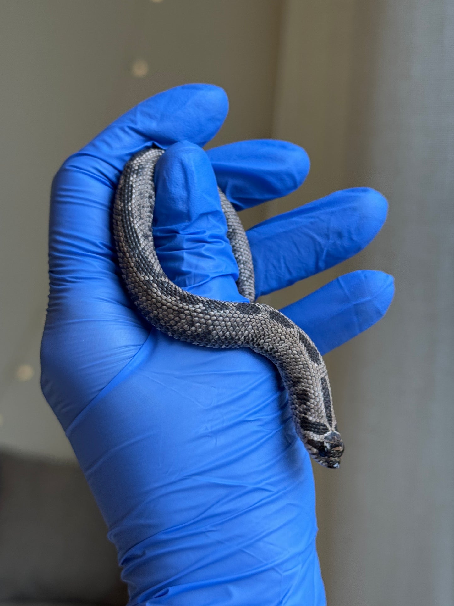 2025 超級北極康達 ♂ (Pet Only)