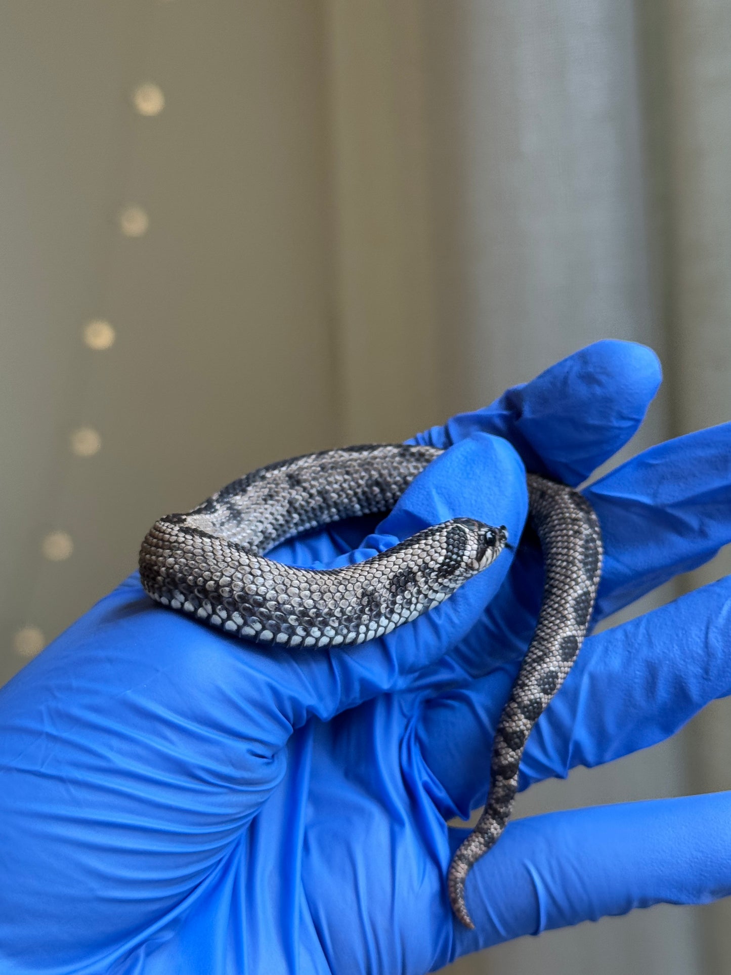 2025 超級北極康達 ♂ (Pet Only)