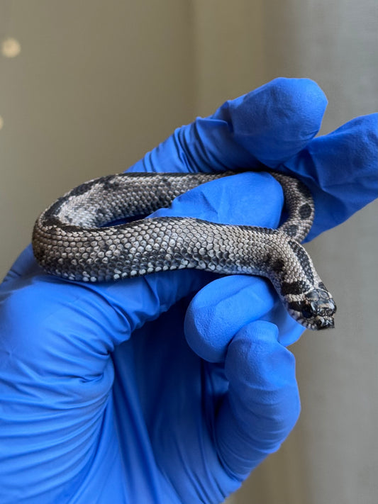 2025 超級北極康達 ♂ (Pet Only)