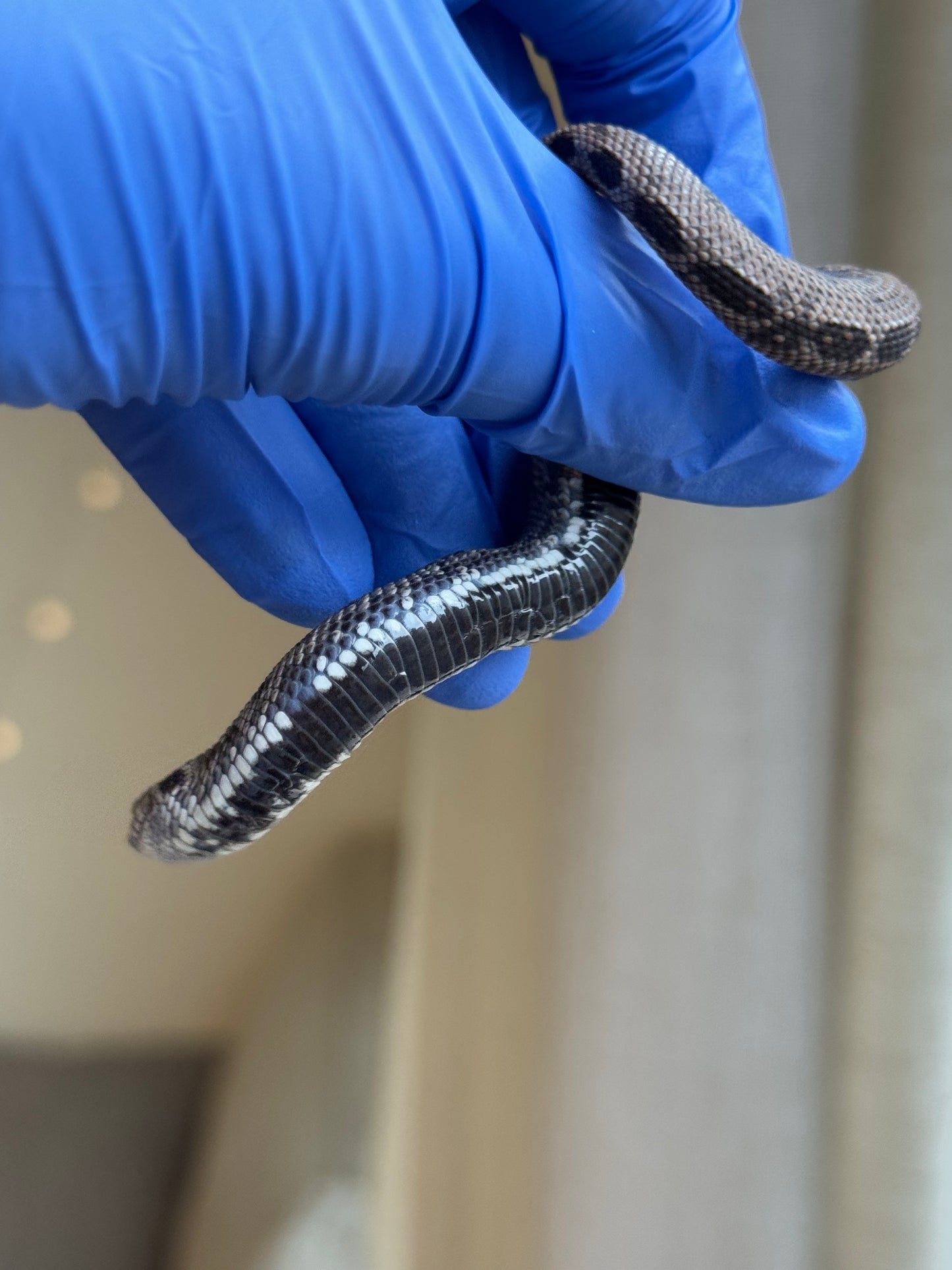 2025 超級北極康達 ♂ (Pet Only)