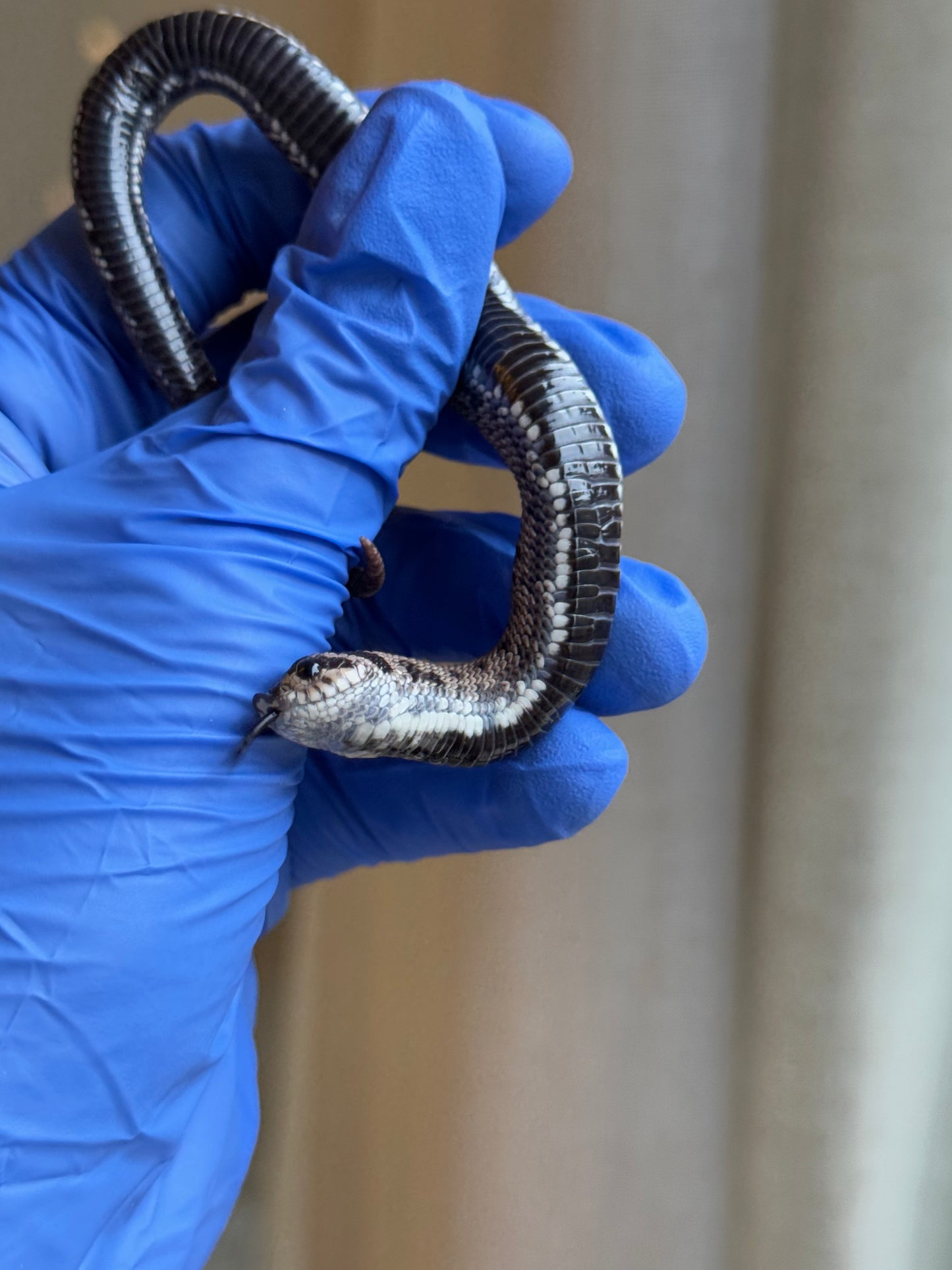 2025 超級北極康達 ♂ (Pet Only)