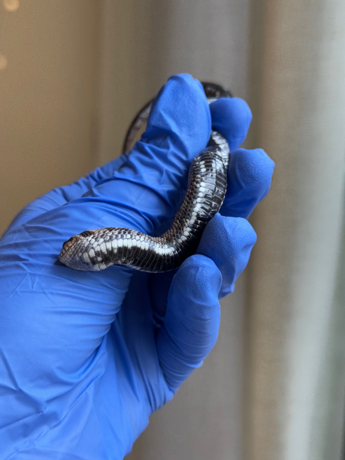 2025 超級北極康達 ♂ (Pet Only)