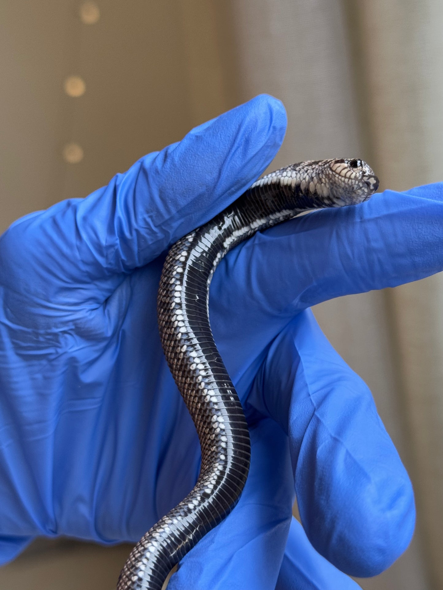 2025 超級北極康達 ♂ (Pet Only)