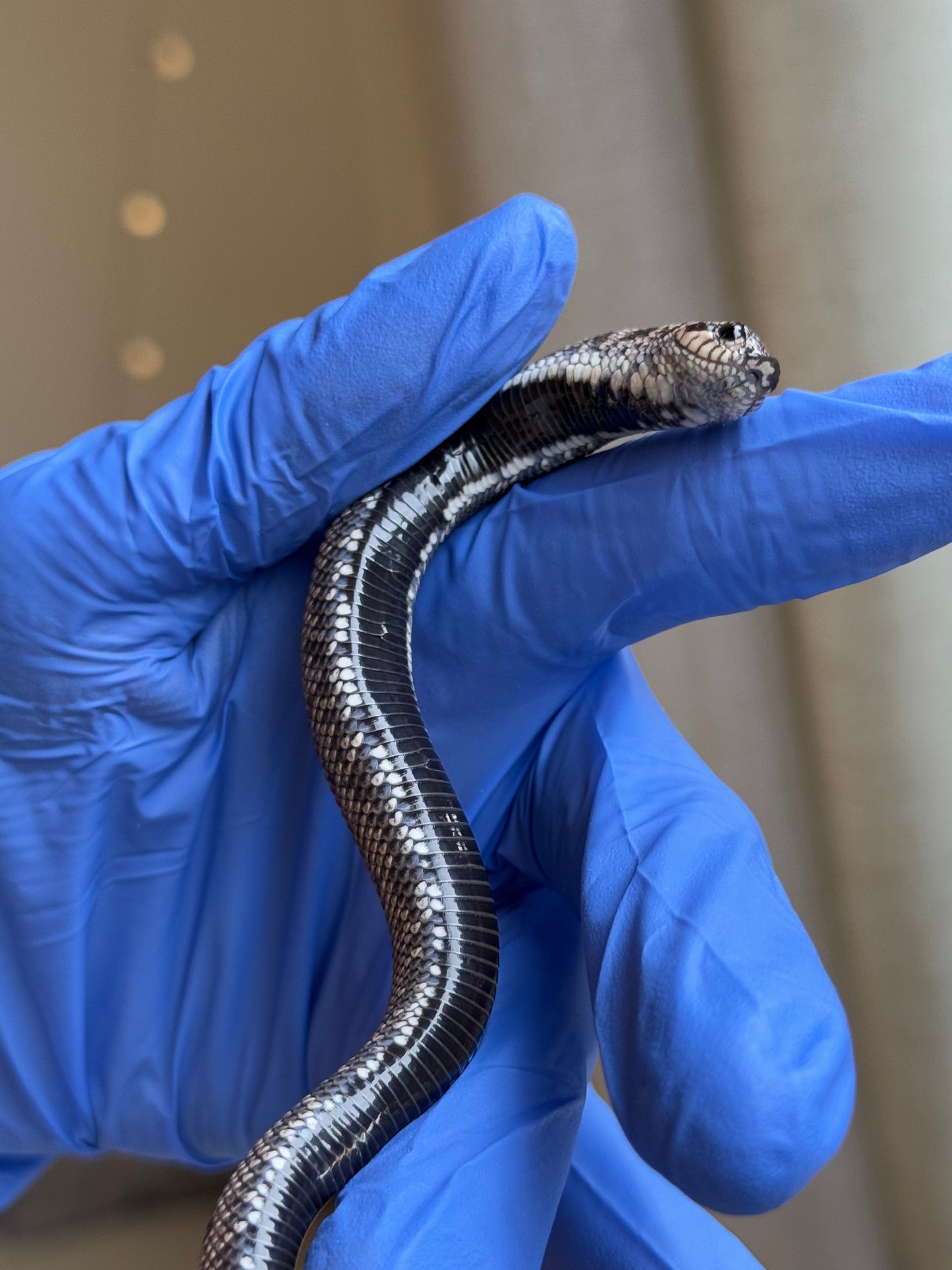 2025 超級北極康達 ♂ (Pet Only)