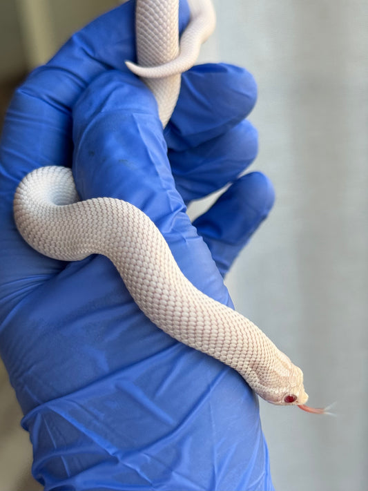2025 雪白超級康達 ♀ (H25157)