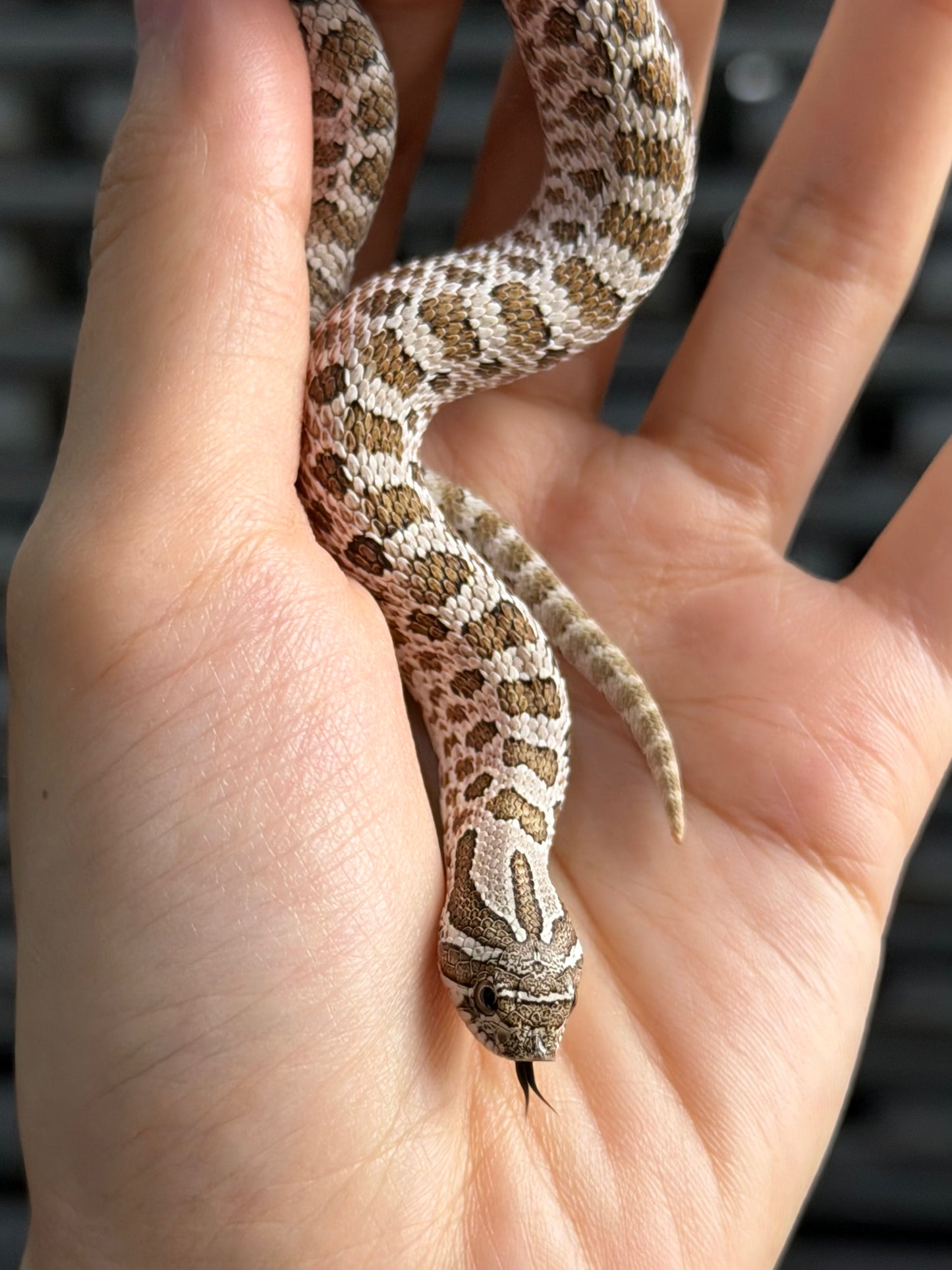 2025 *競標*北極50%ph薰衣草 ♂ (H25328)