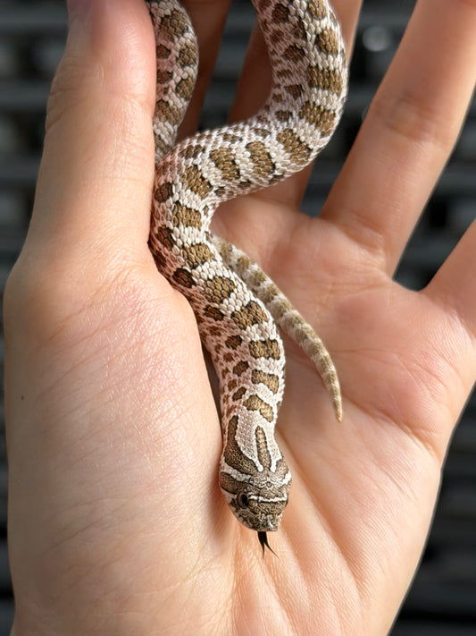 2025 *競標*北極50%ph薰衣草 ♂ (H25328)