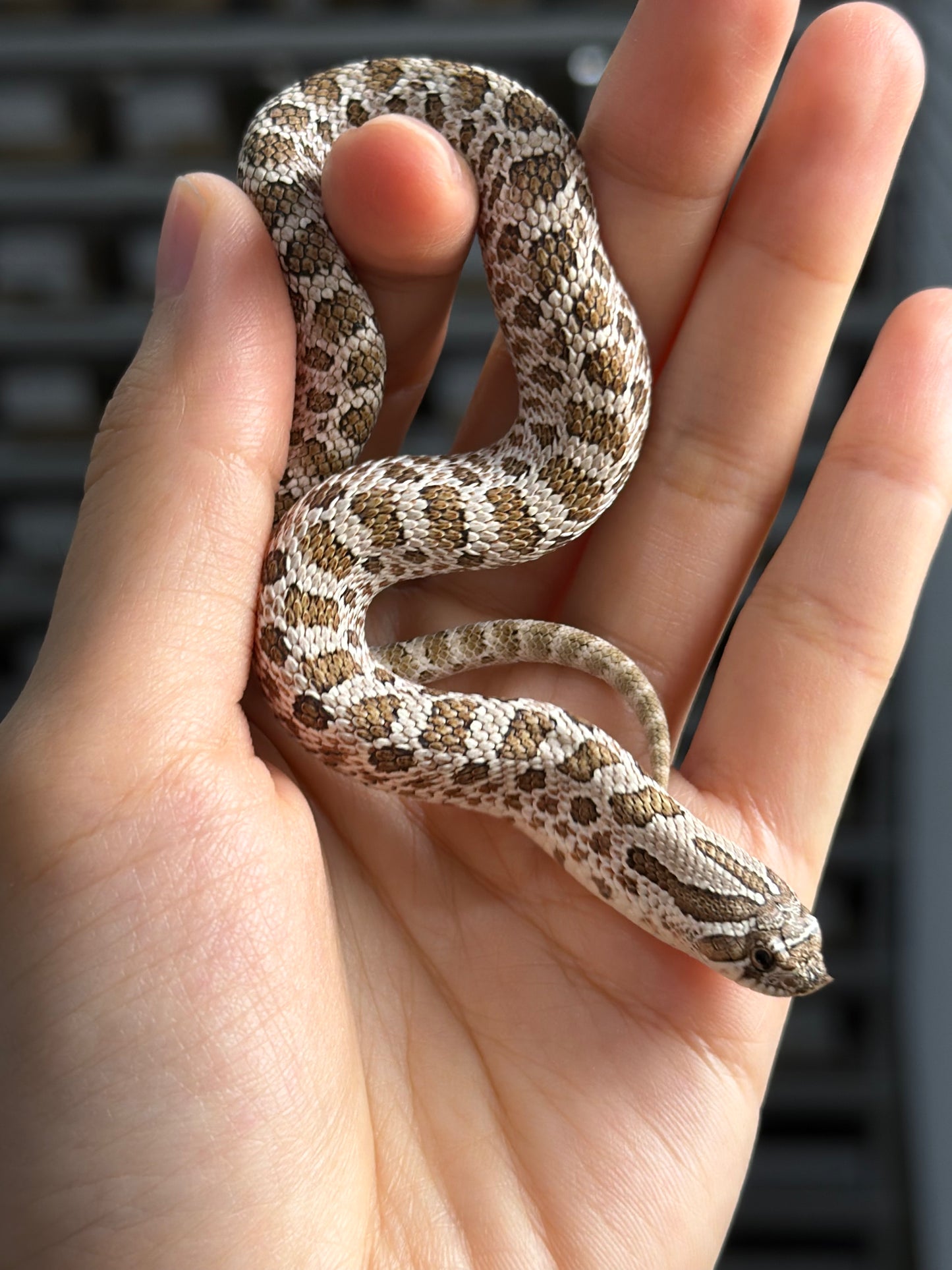 2025 *競標*北極50%ph薰衣草 ♂ (H25328)