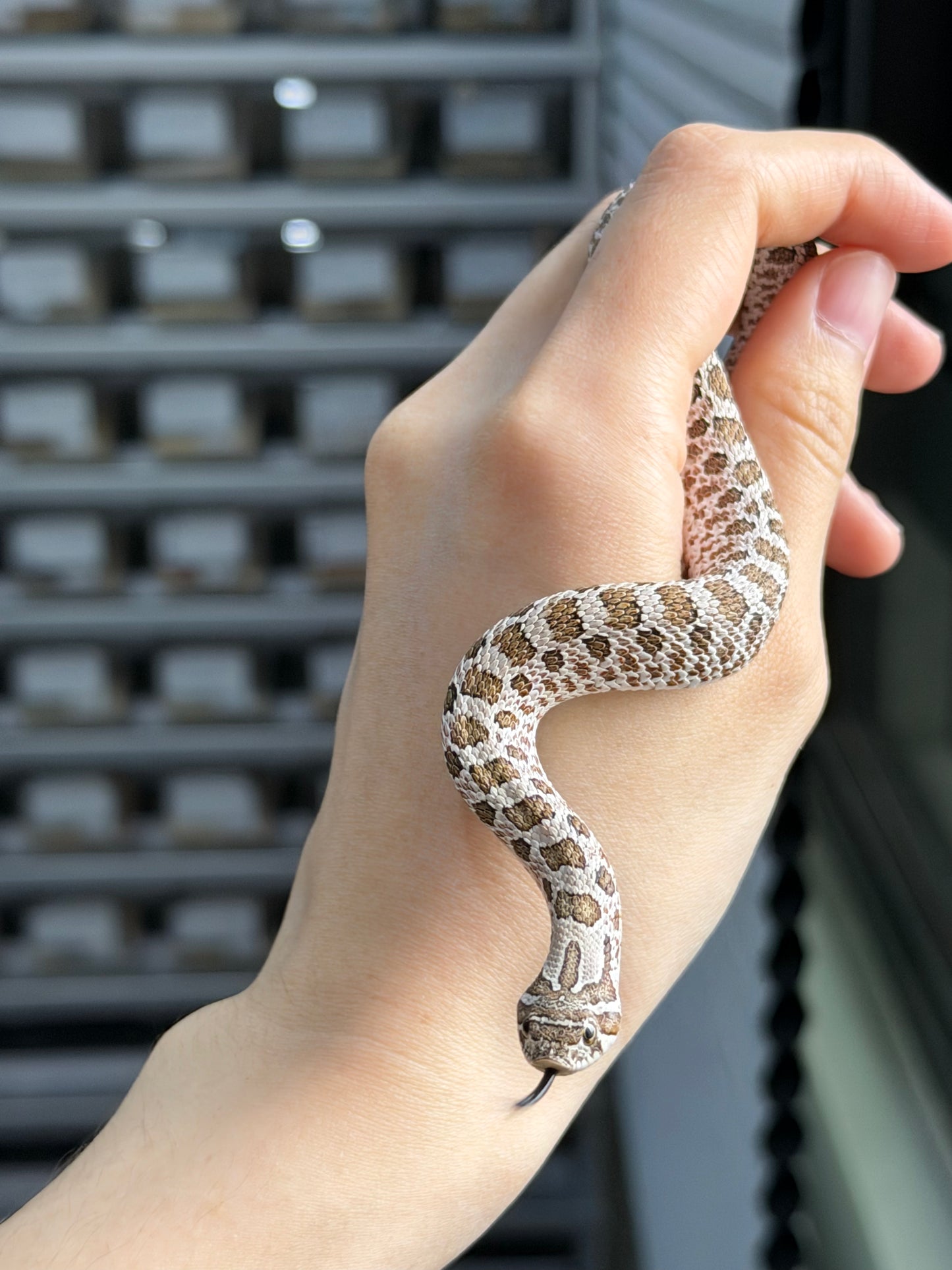 2025 *競標*北極50%ph薰衣草 ♂ (H25328)