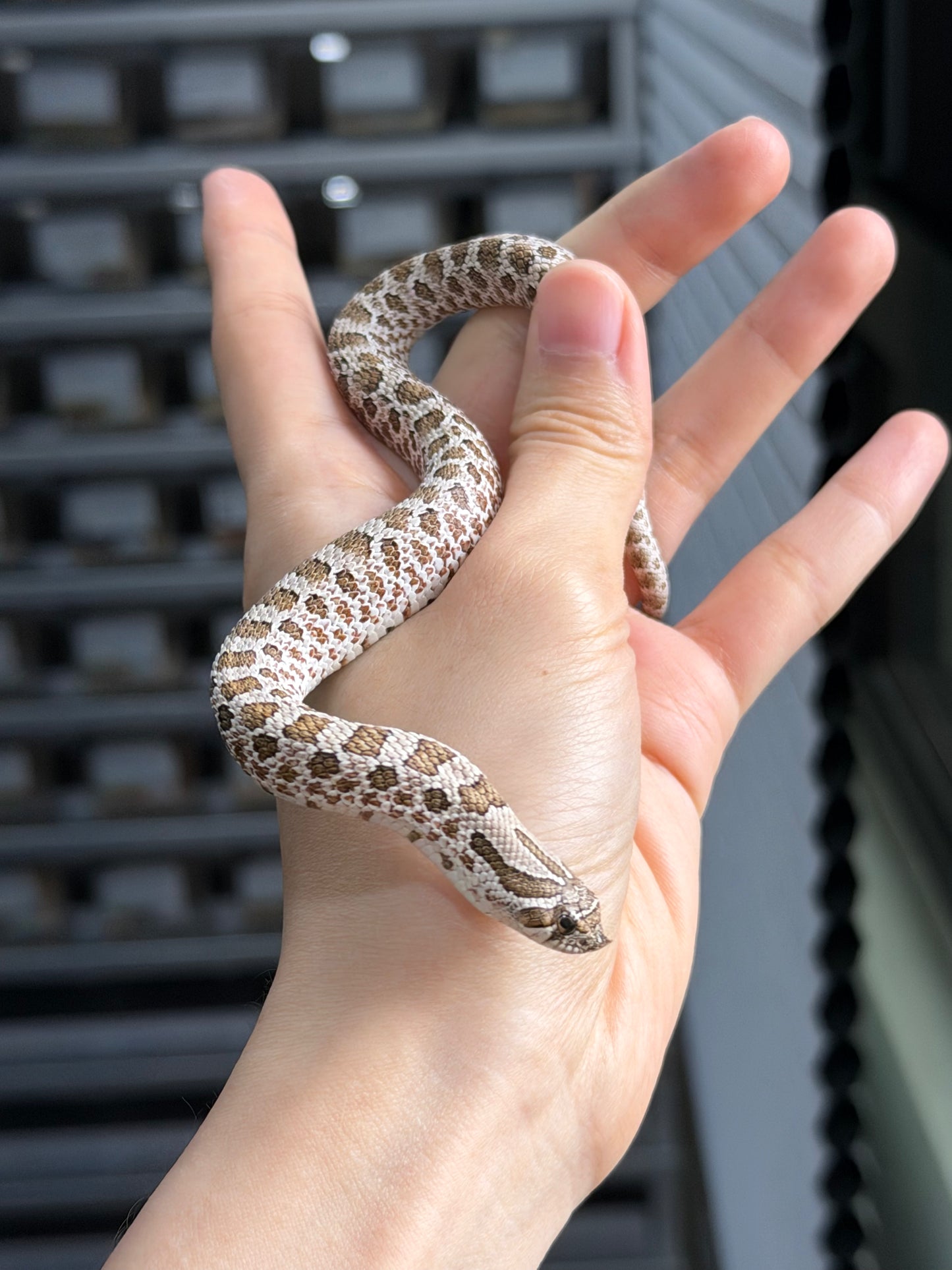 2025 *競標*北極50%ph薰衣草 ♂ (H25328)