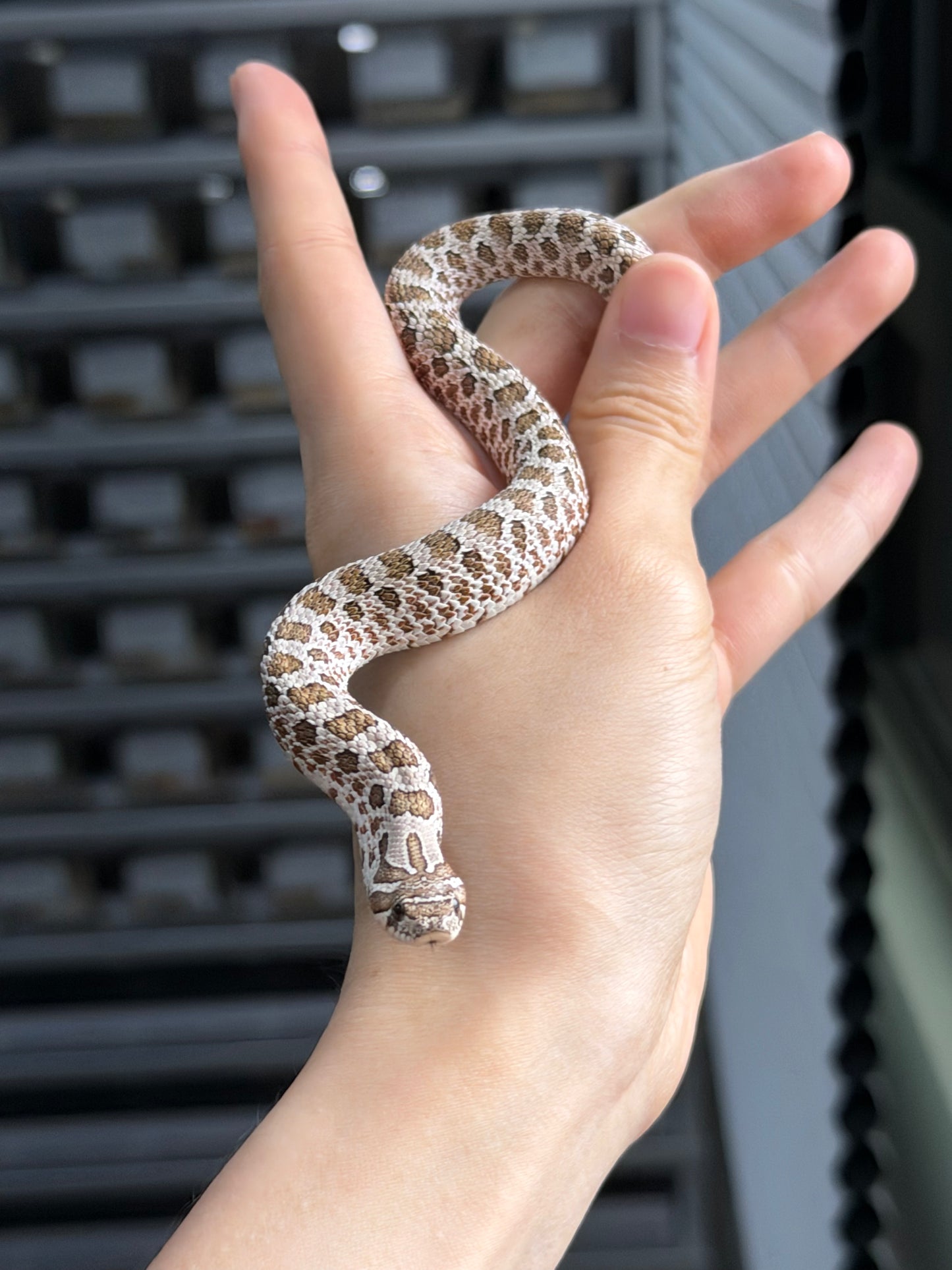 2025 *競標*北極50%ph薰衣草 ♂ (H25328)