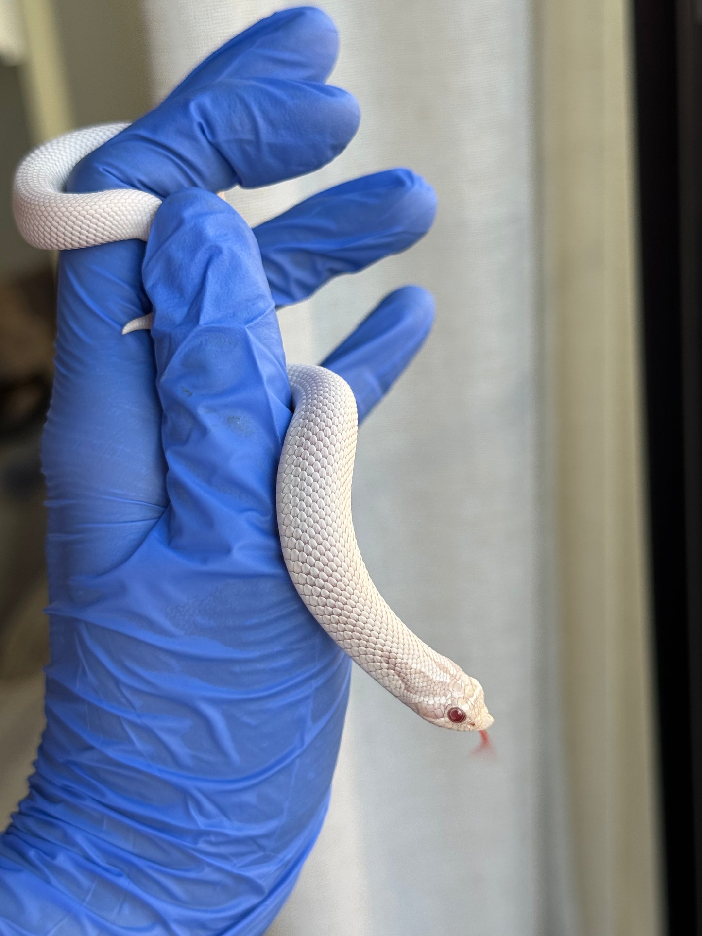 2025 雪白超級康達 ♀ (H25157)