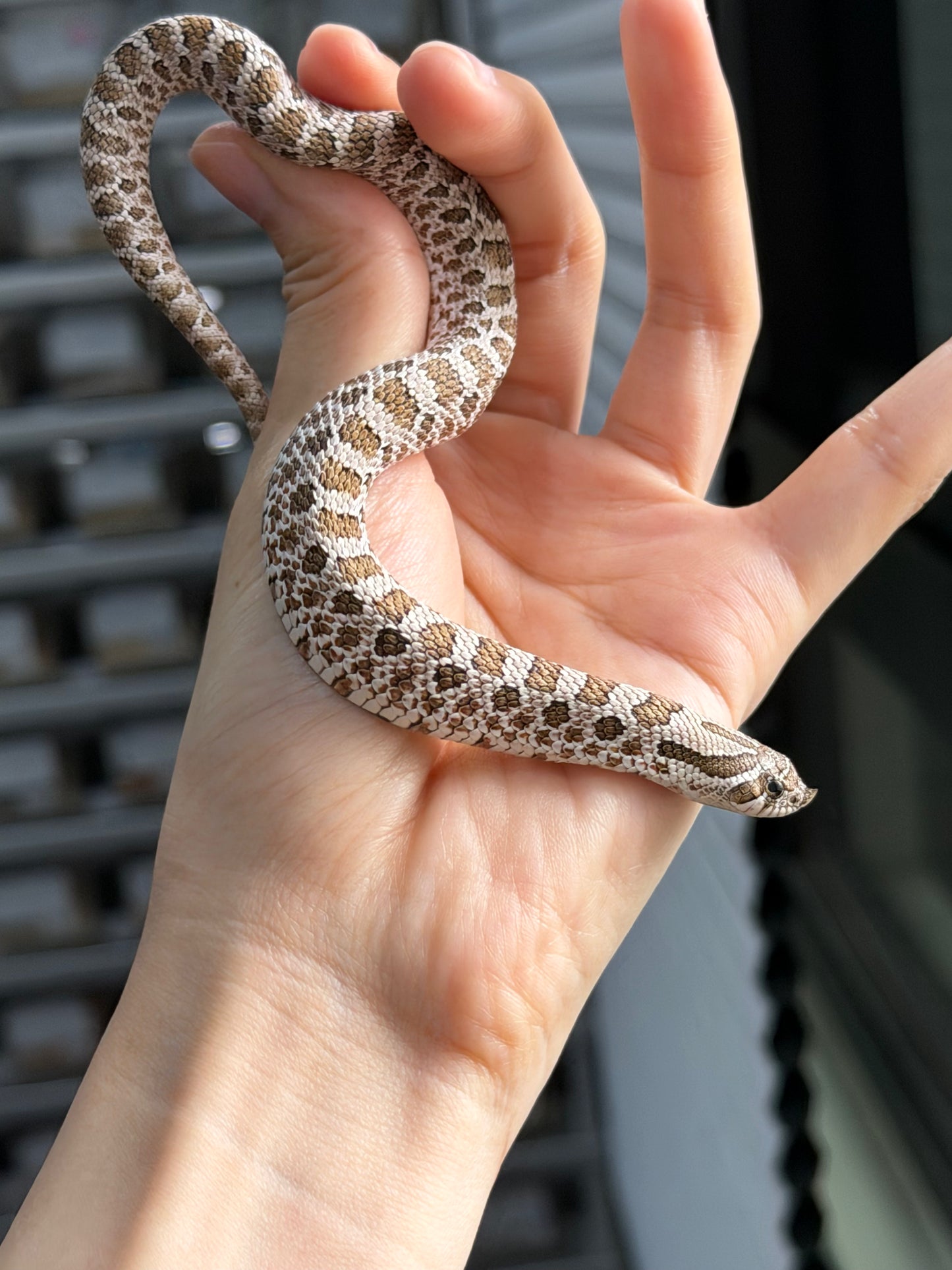 2025 *競標*北極50%ph薰衣草 ♂ (H25328)